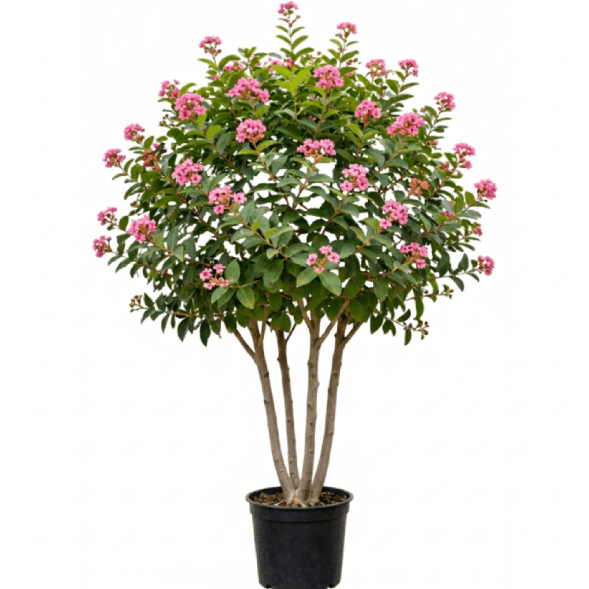Crape Myrtle Basham's Party Pink #30
