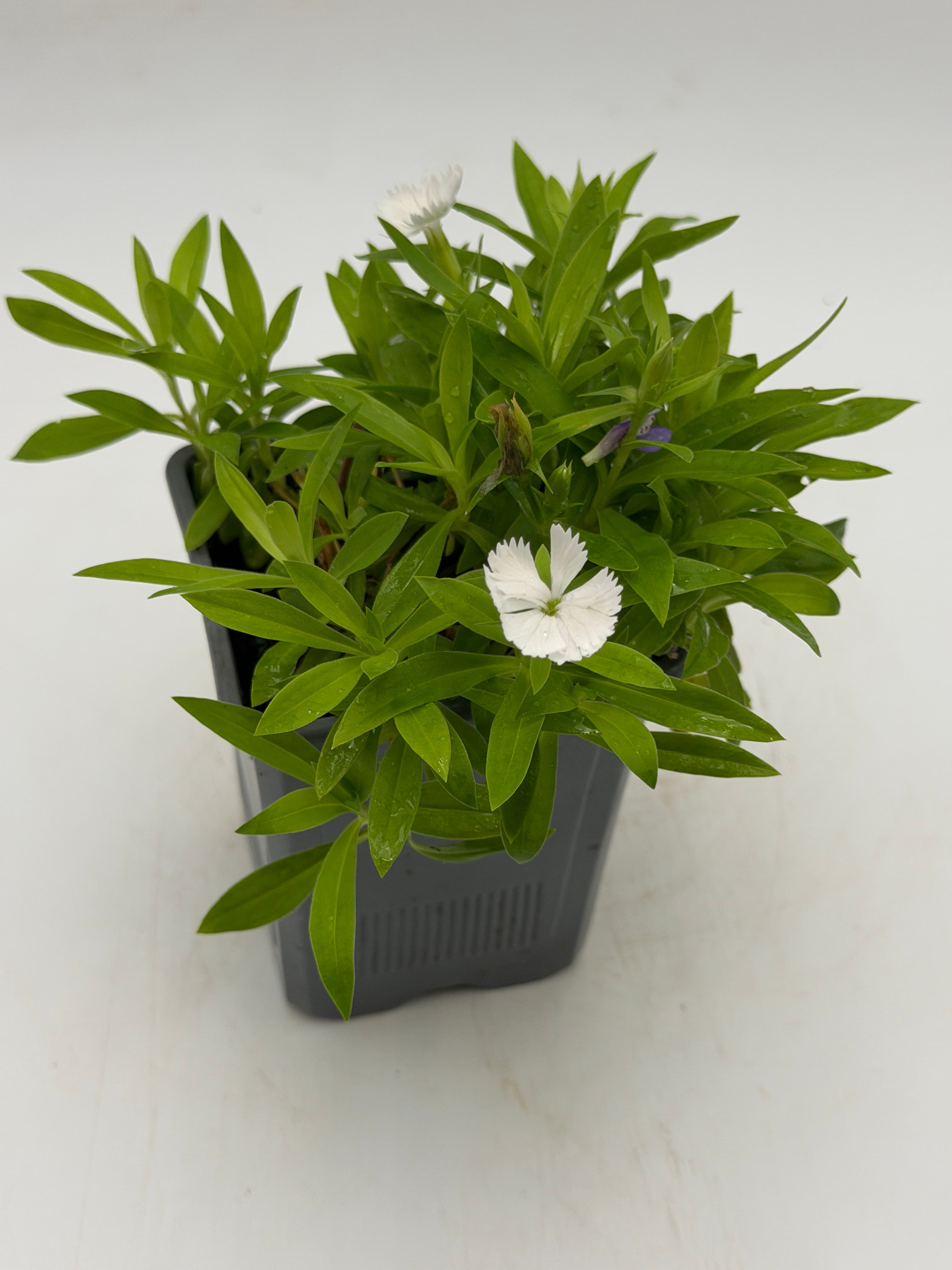 Dianthus 4.5