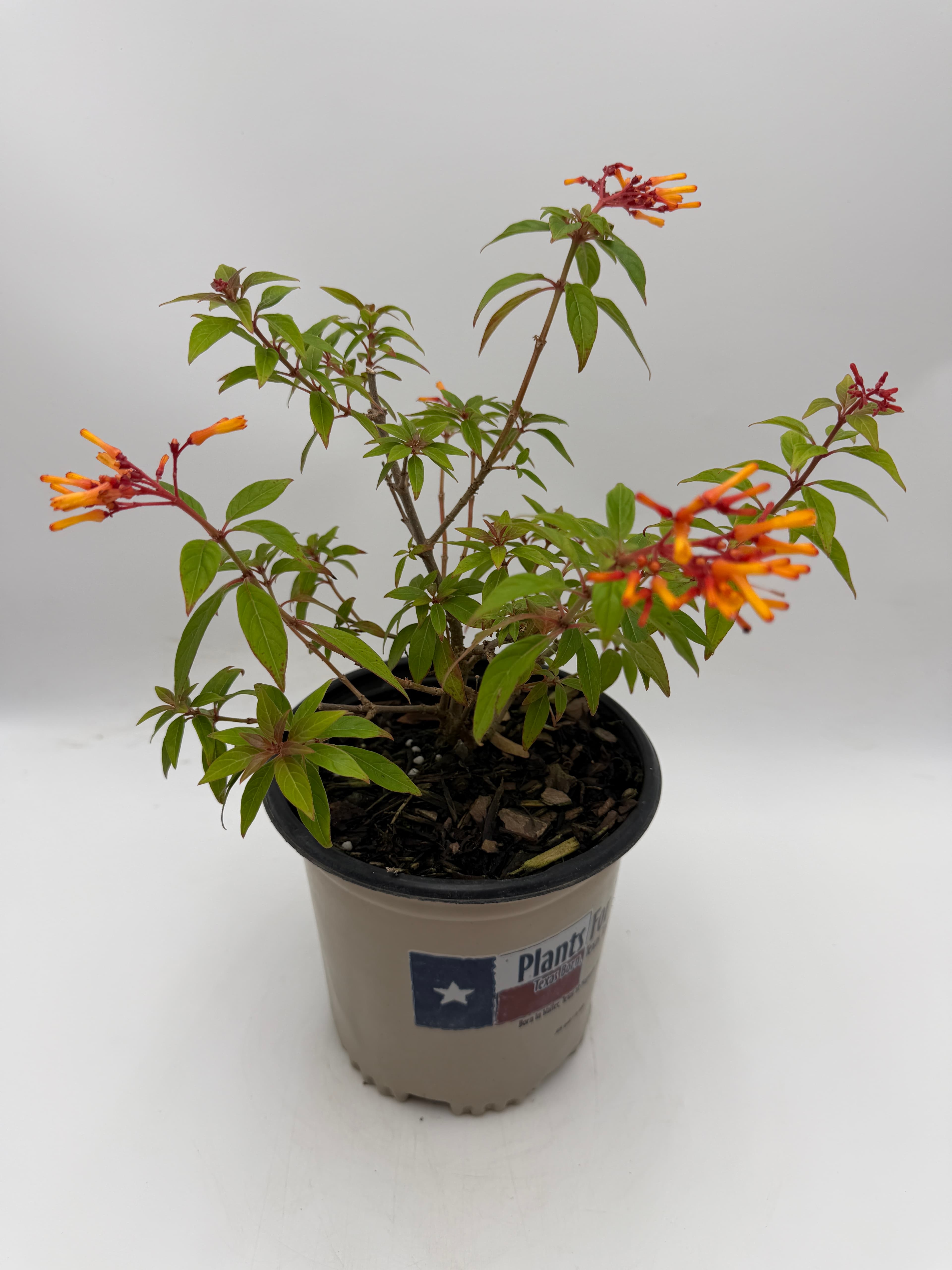 Mexican Firebush