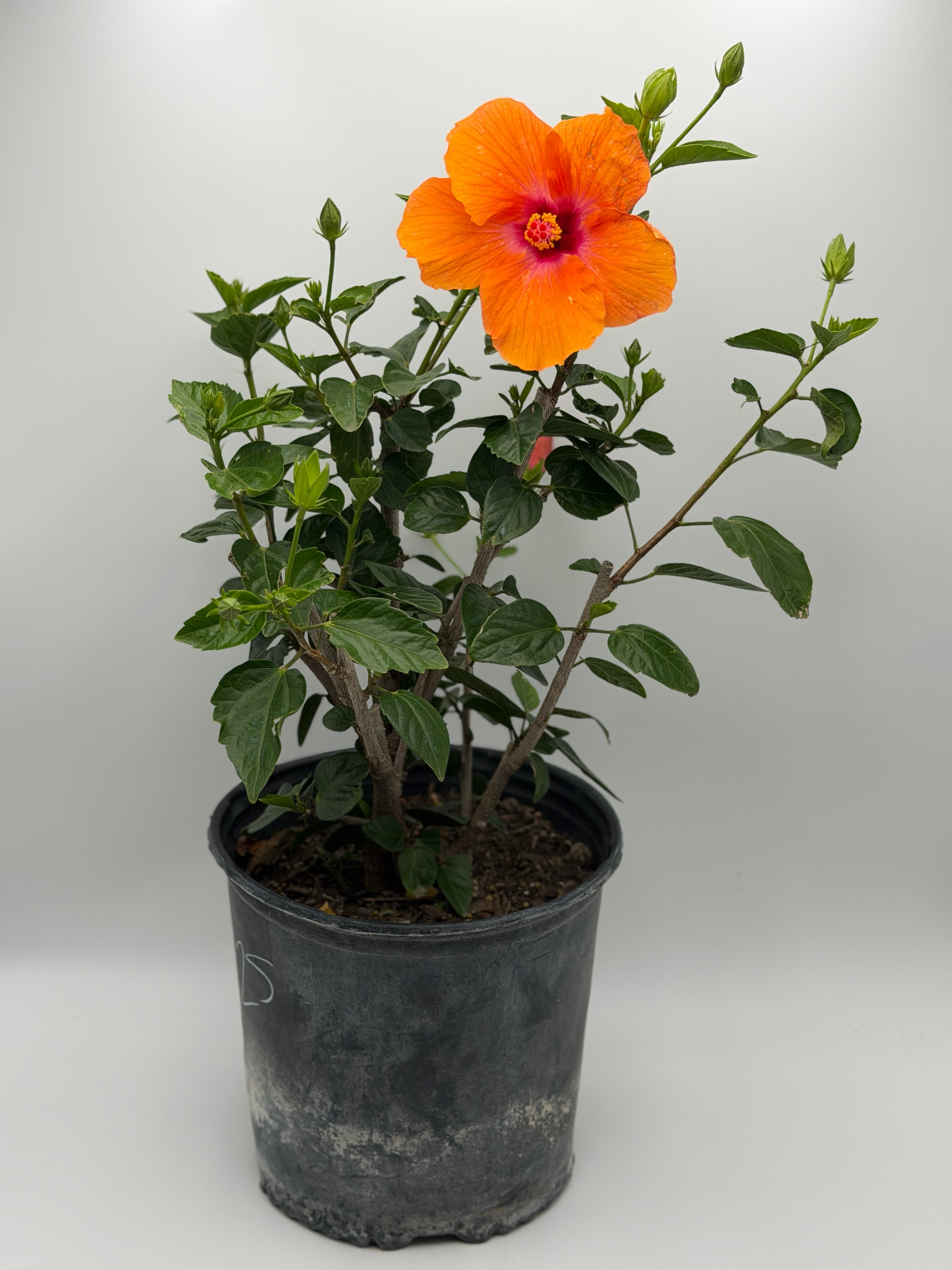 Hibiscus #3