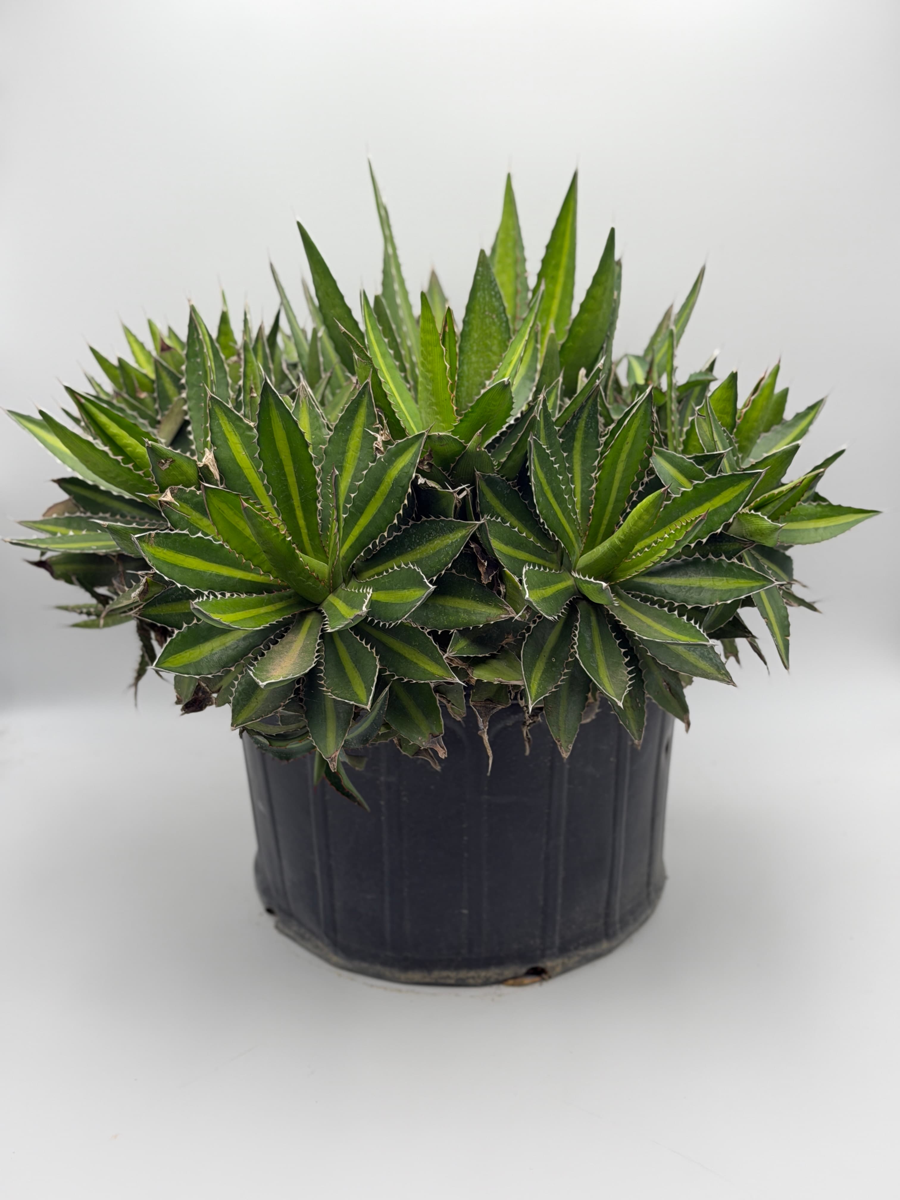 Rough Leaf Agave