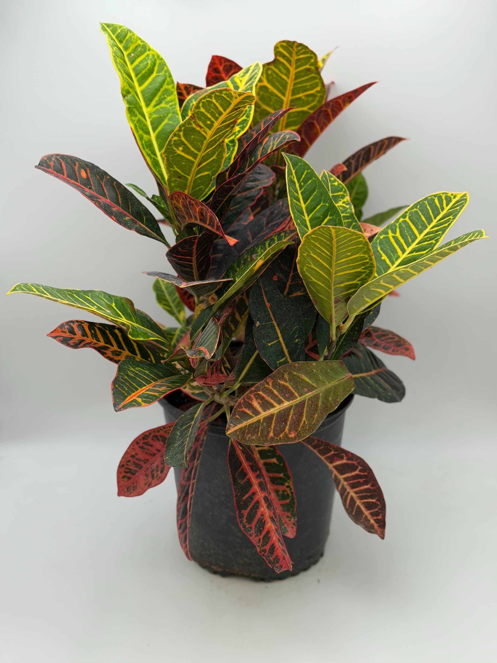 Croton #3