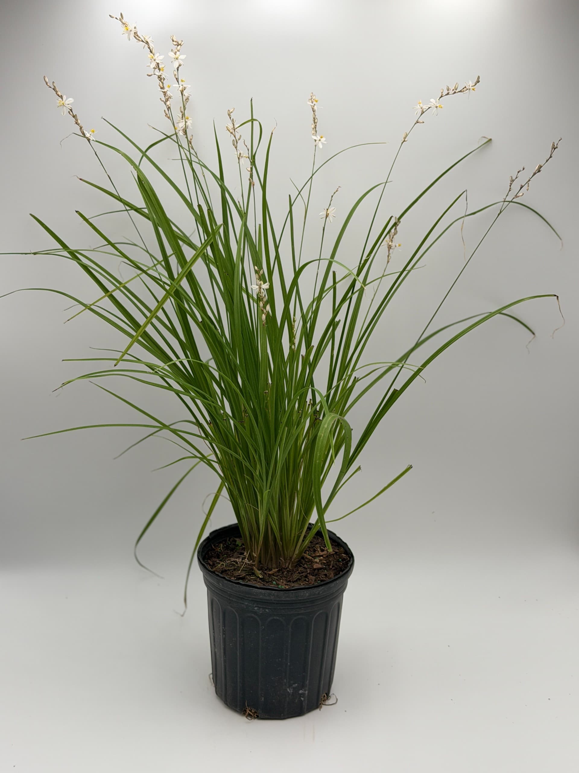 Lily Grass Shooting Star