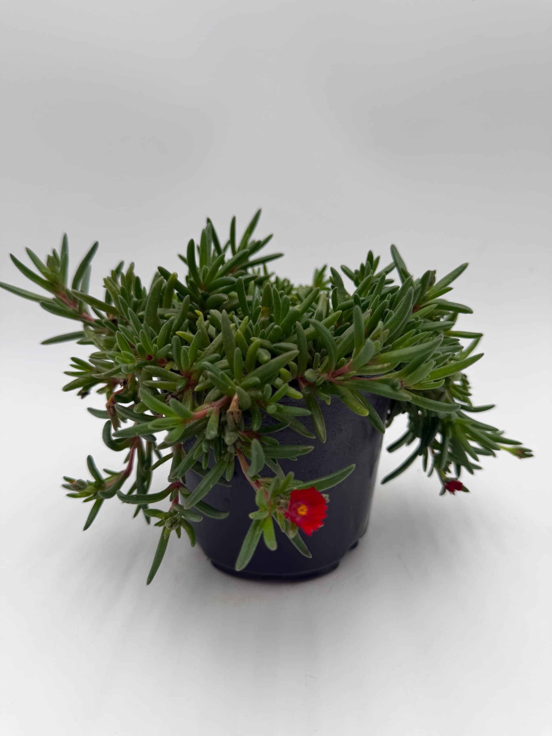 Heartleaf Ice Plant