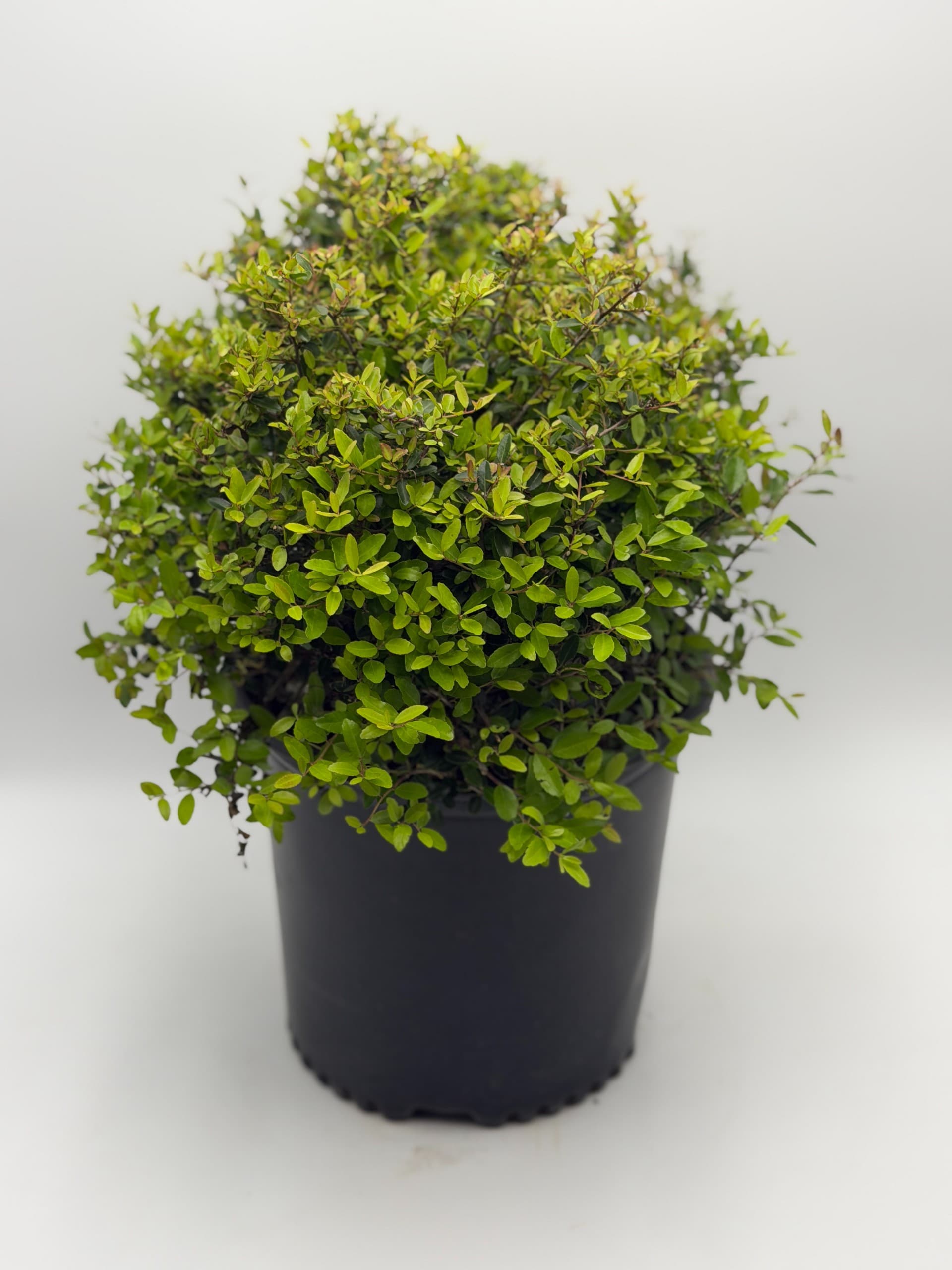 Yaupon Holly