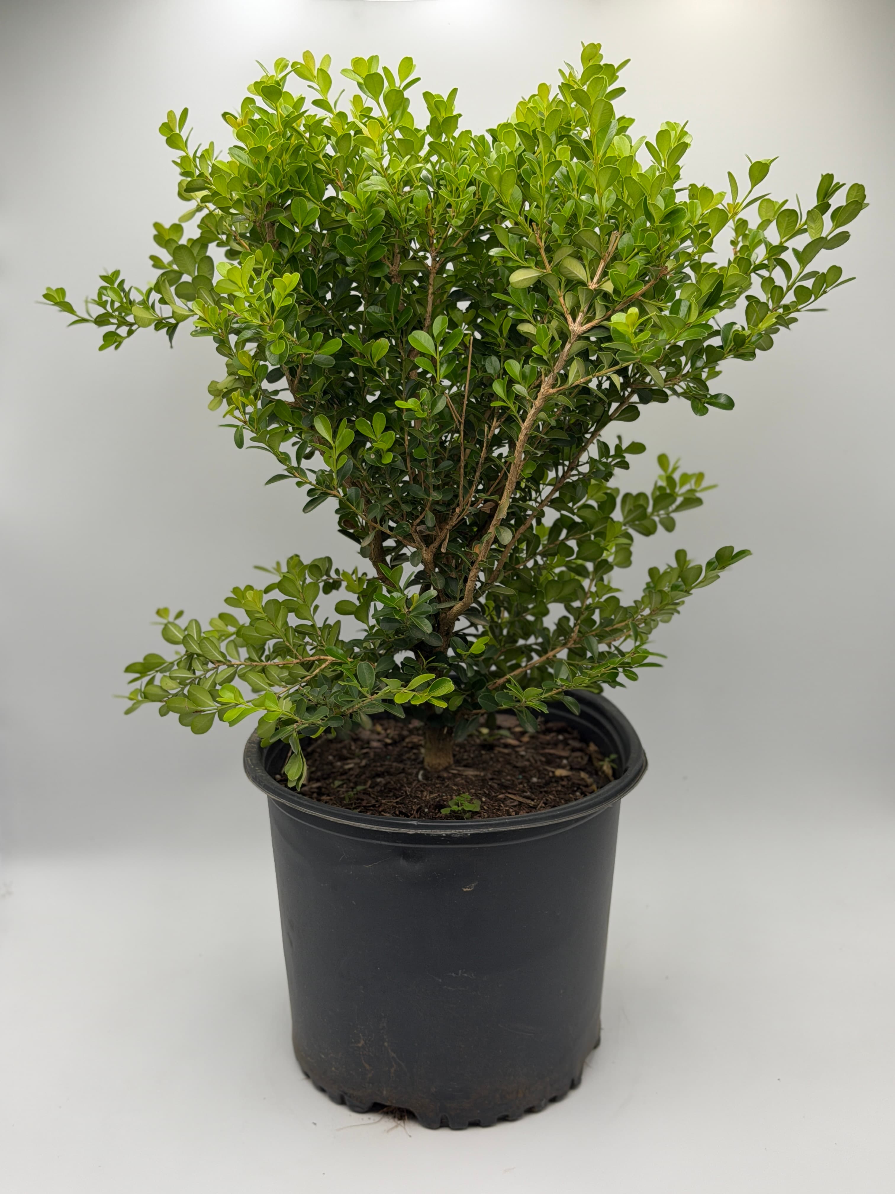 Japanese Yew