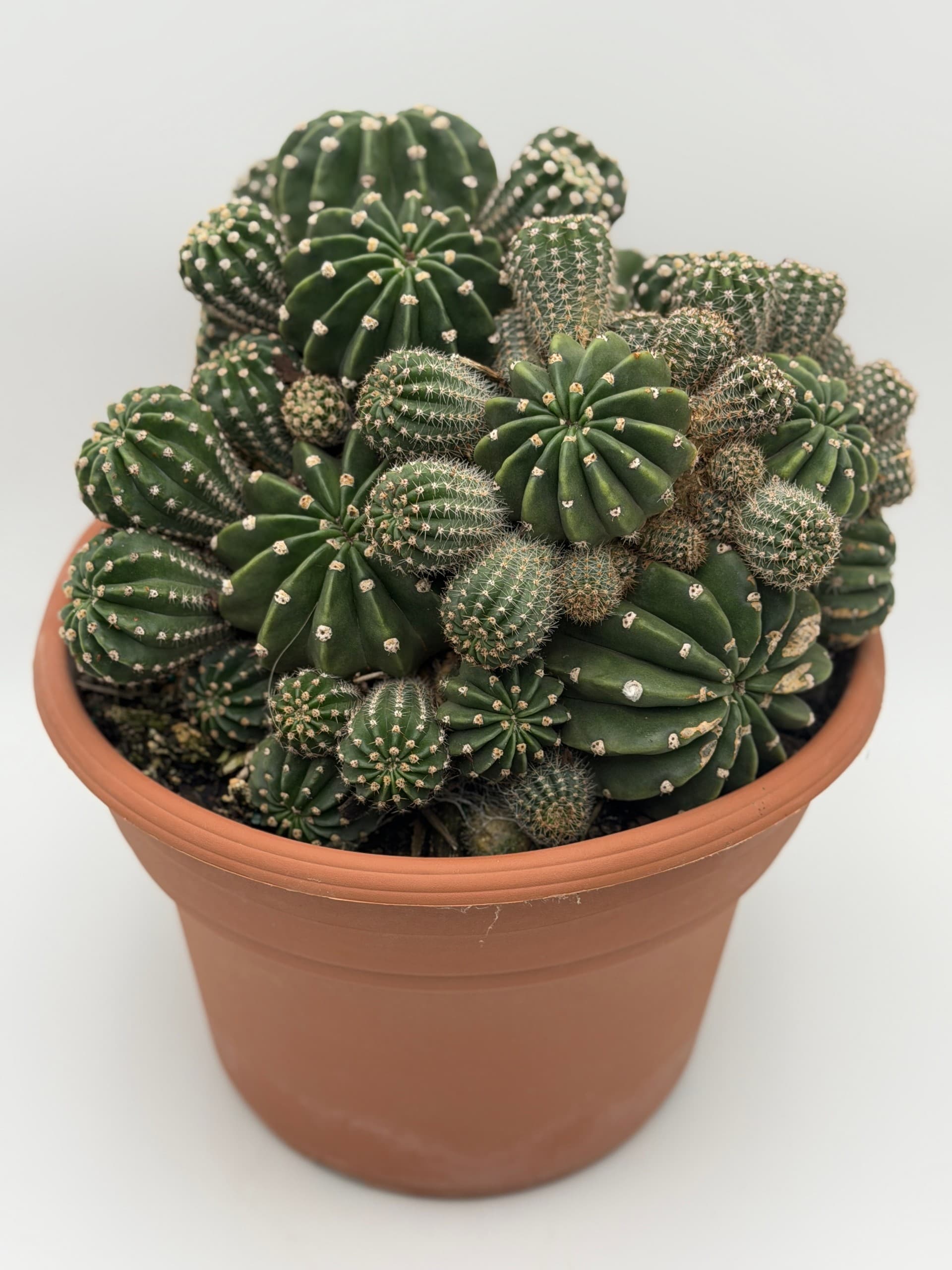Easter Barrel Cactus