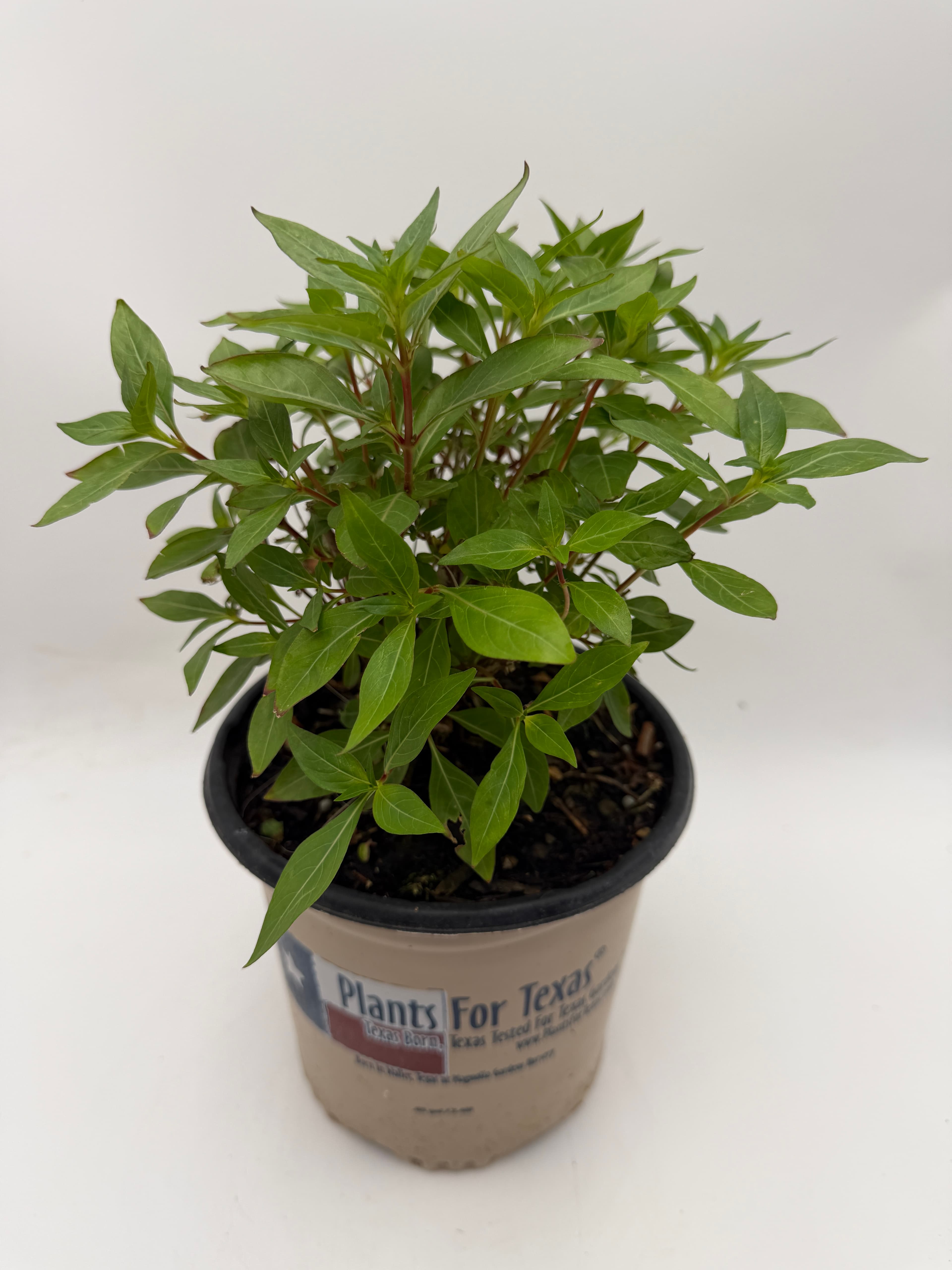 Cigar Plant