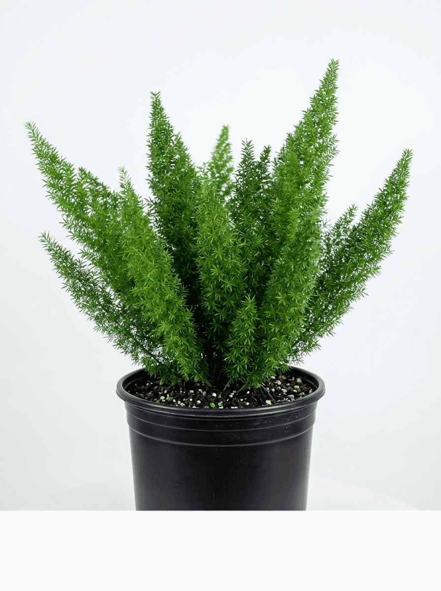 Foxtail Fern