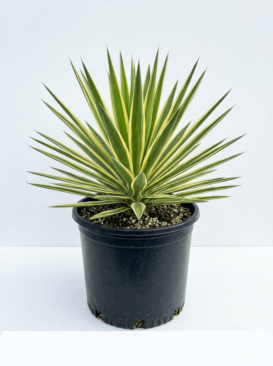 Yucca Spanish Dagger