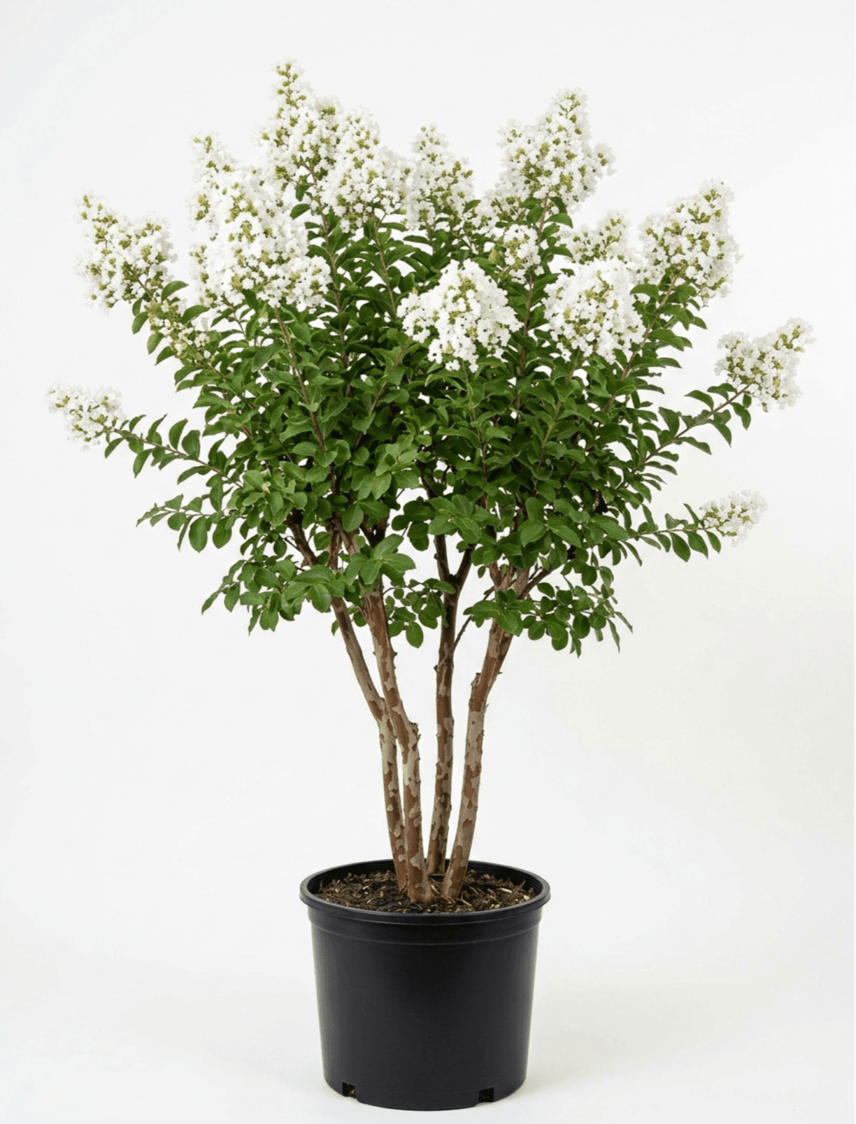 Crape Myrtle Natchez #30