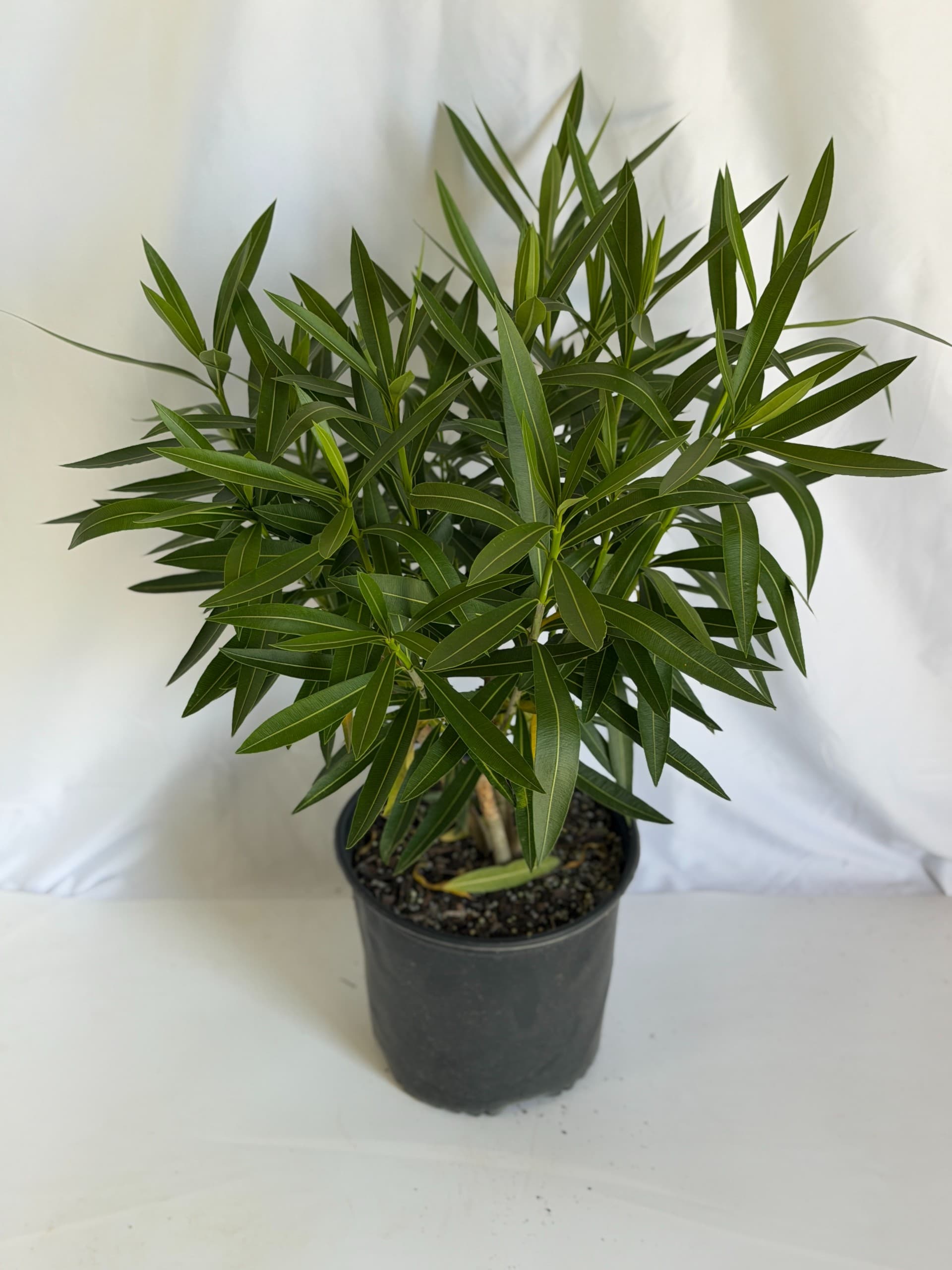 Oleander