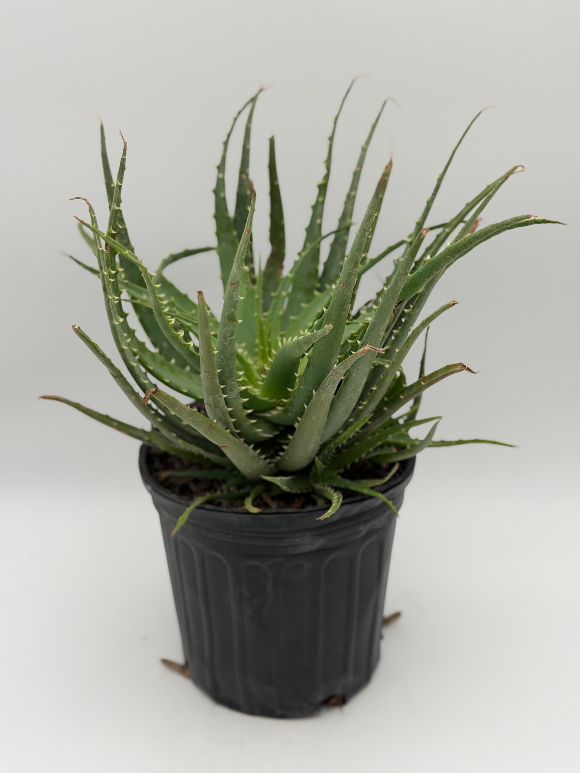 Hedgehog Aloe