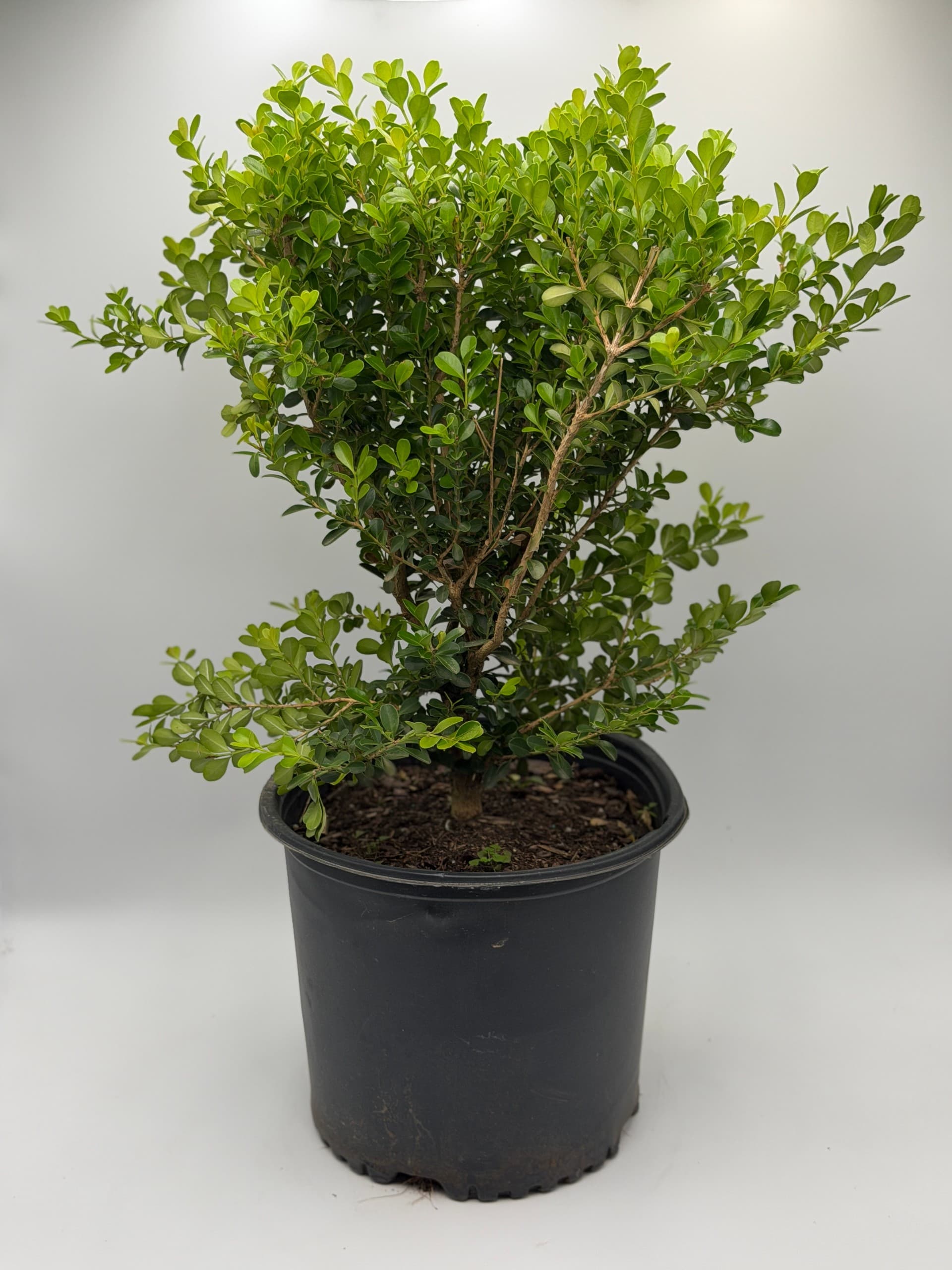 Japanese Boxwood