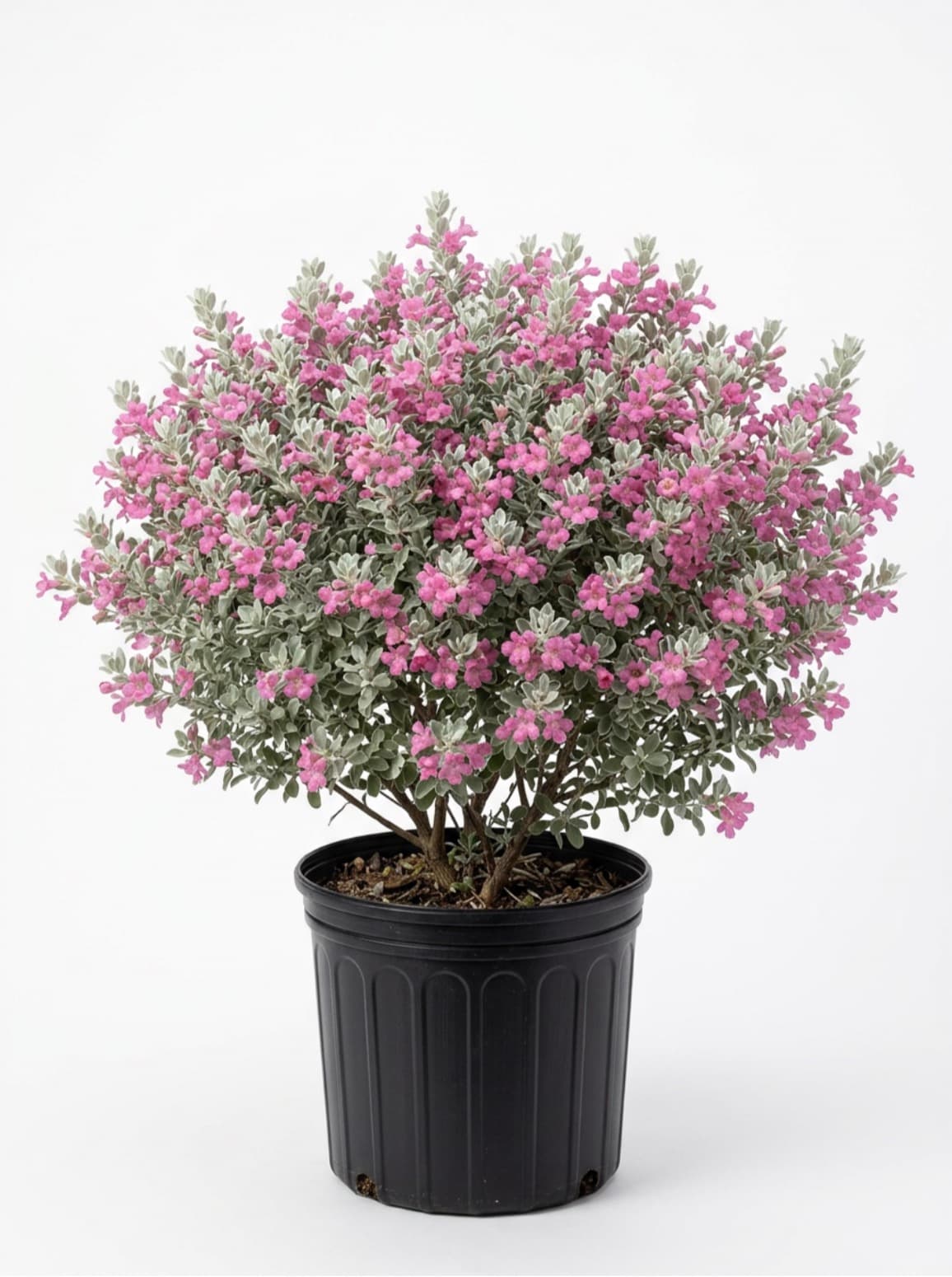Texas sage #3