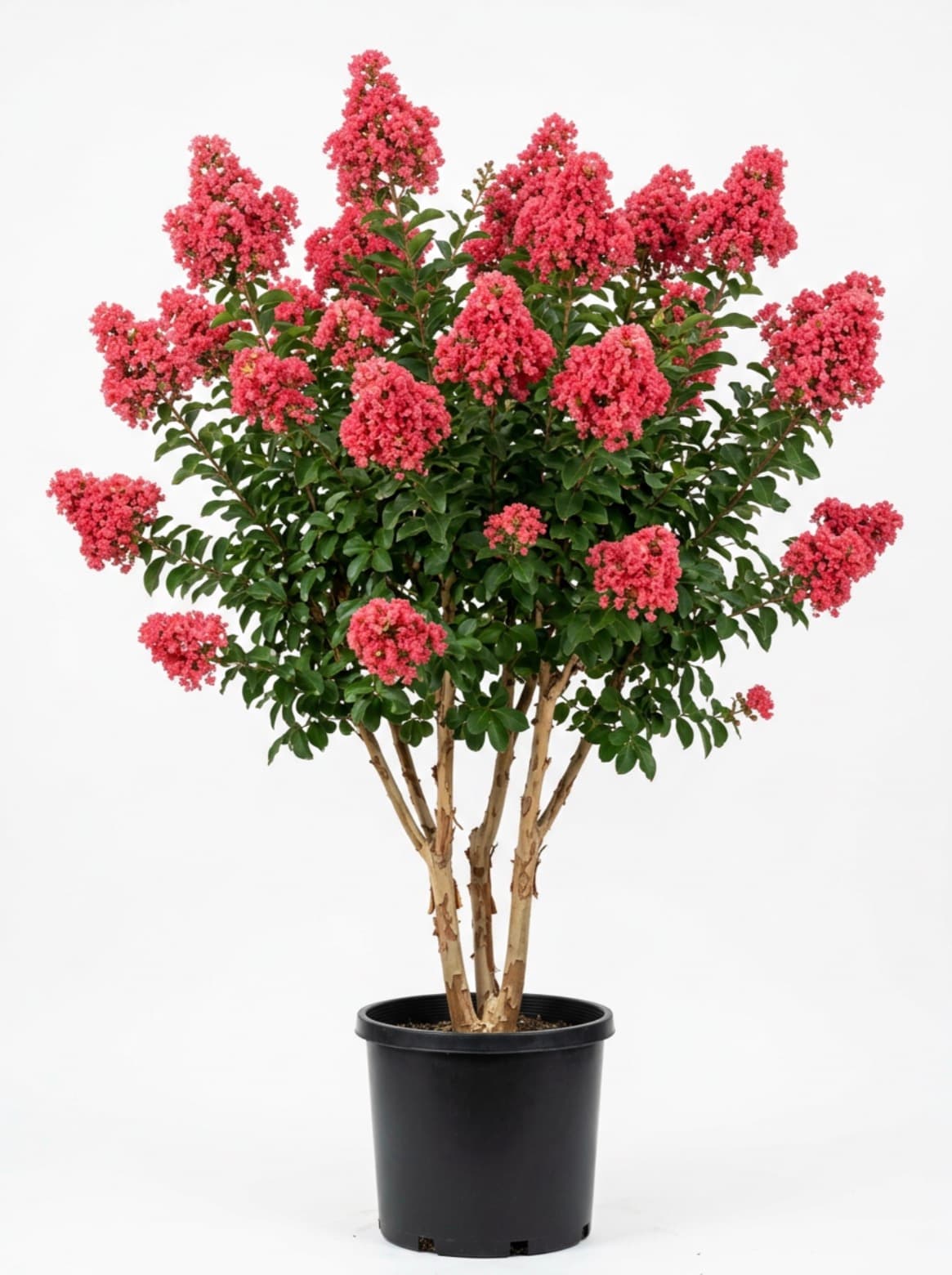 Crape myrtle tuscarora #45