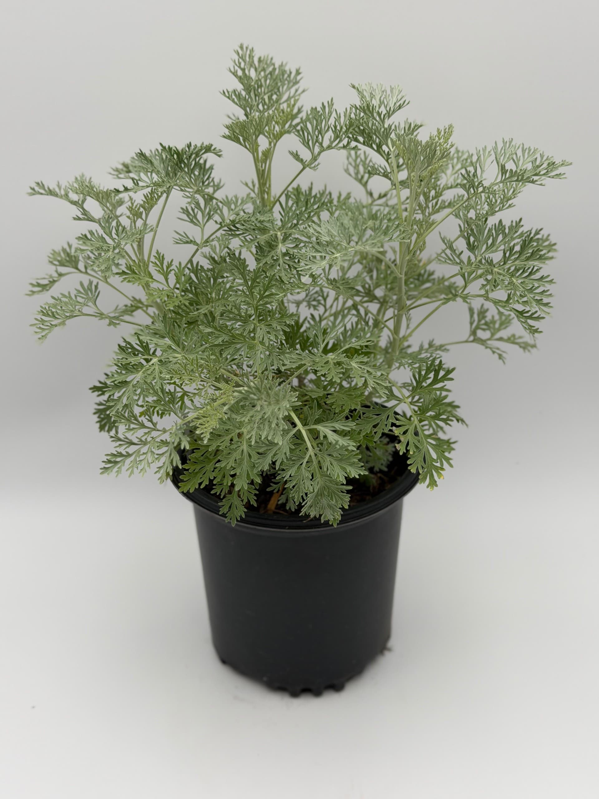 Artemisia- Powis Castle