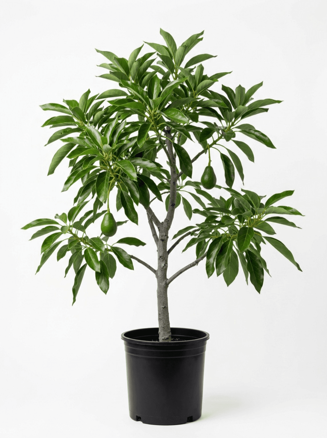 Avocado Tree
