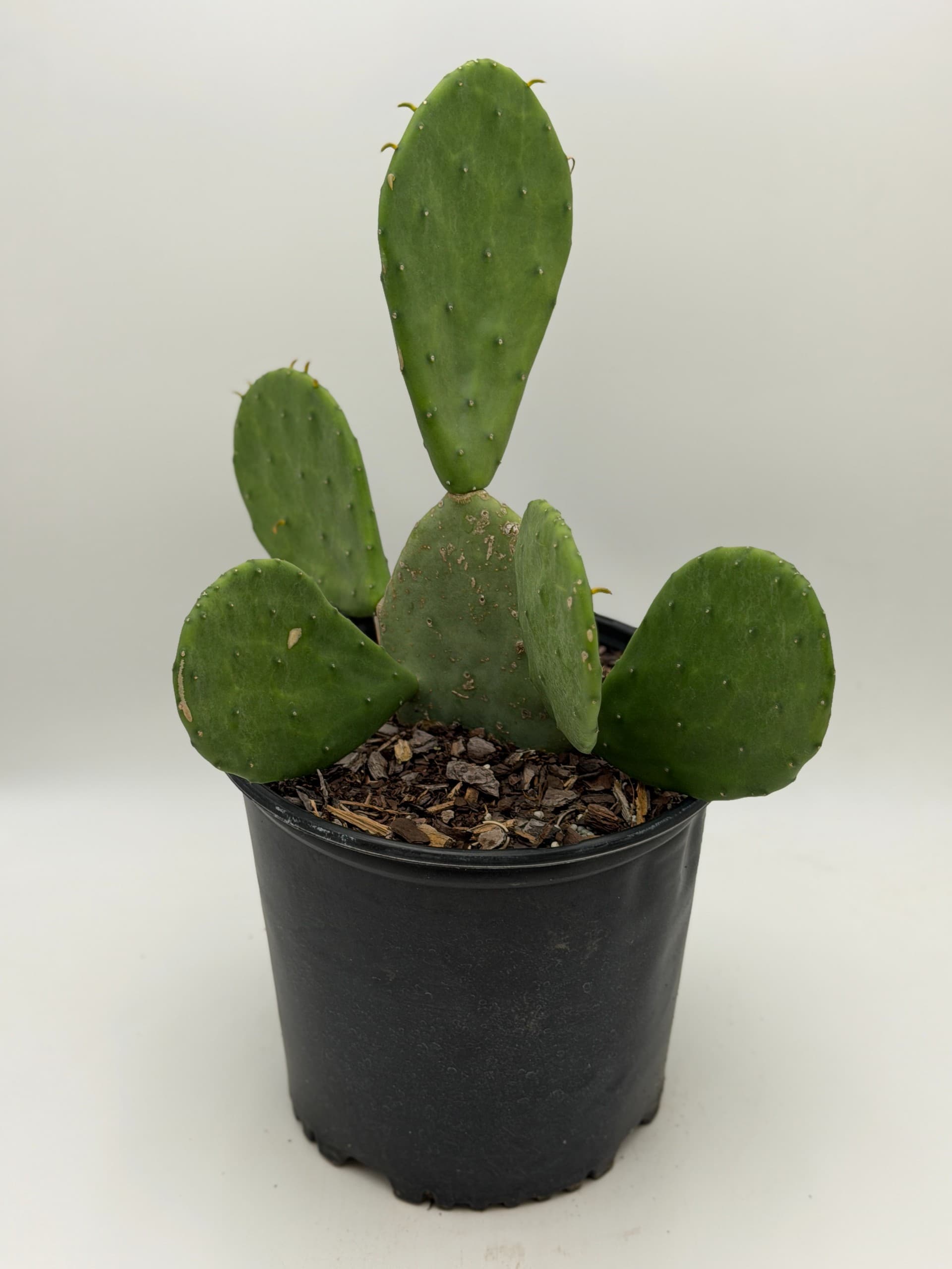 Spineless Prickly Pear Cactus