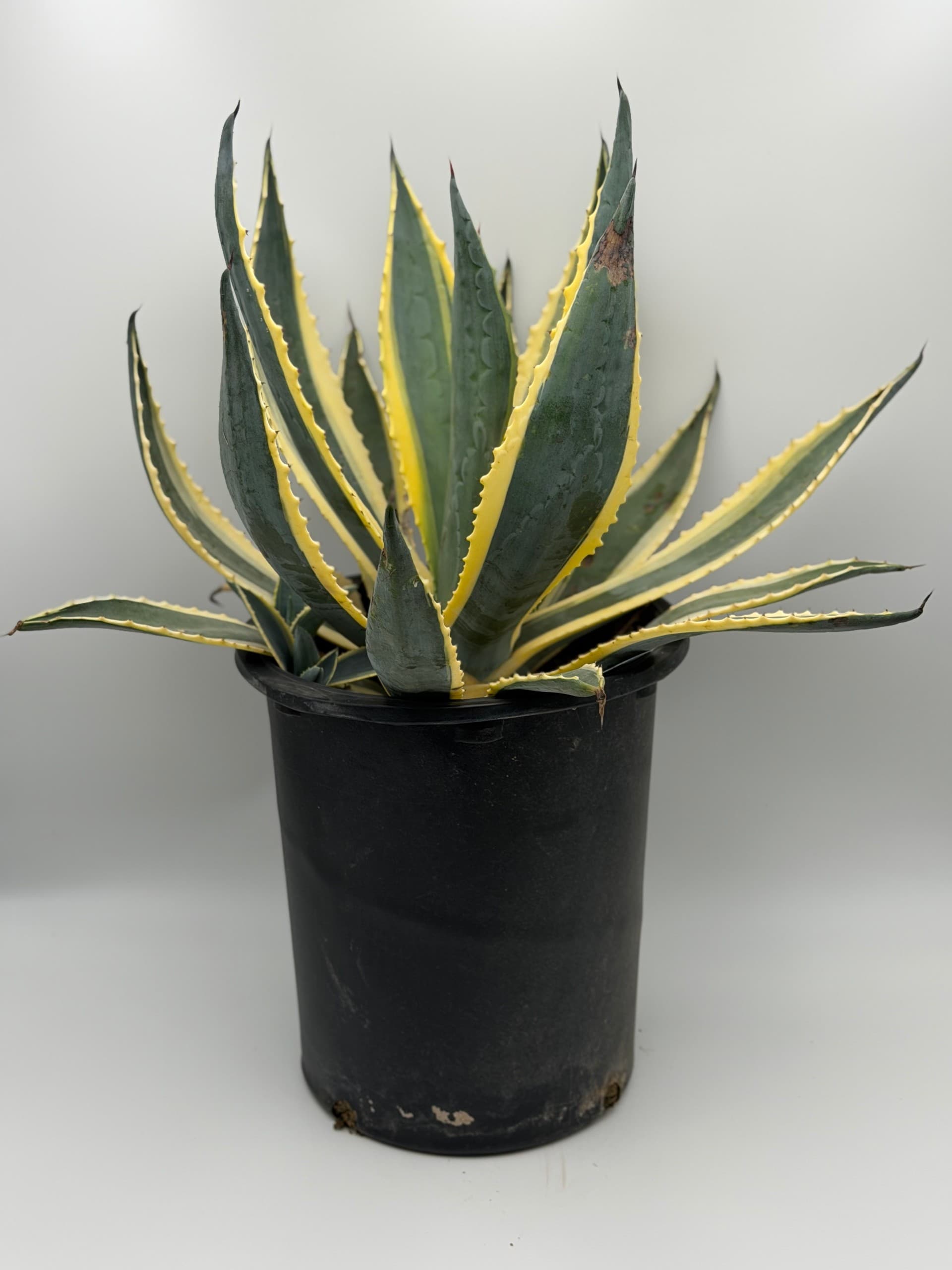 Agave #3