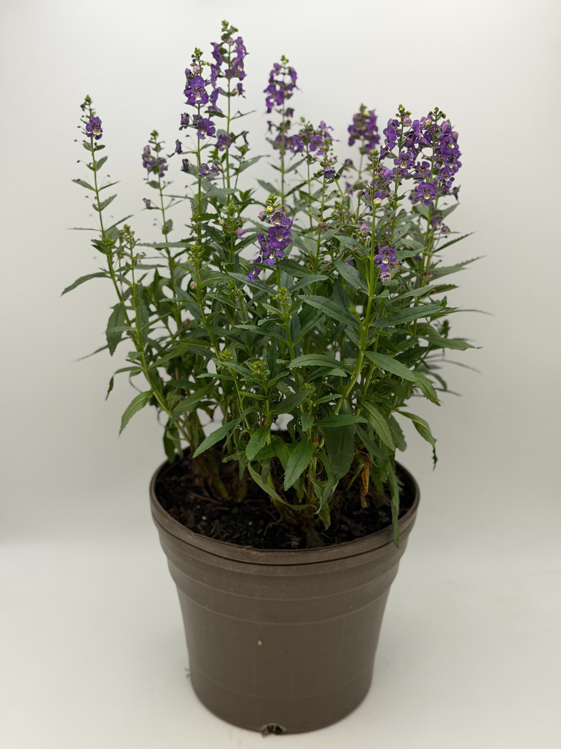Angelonia