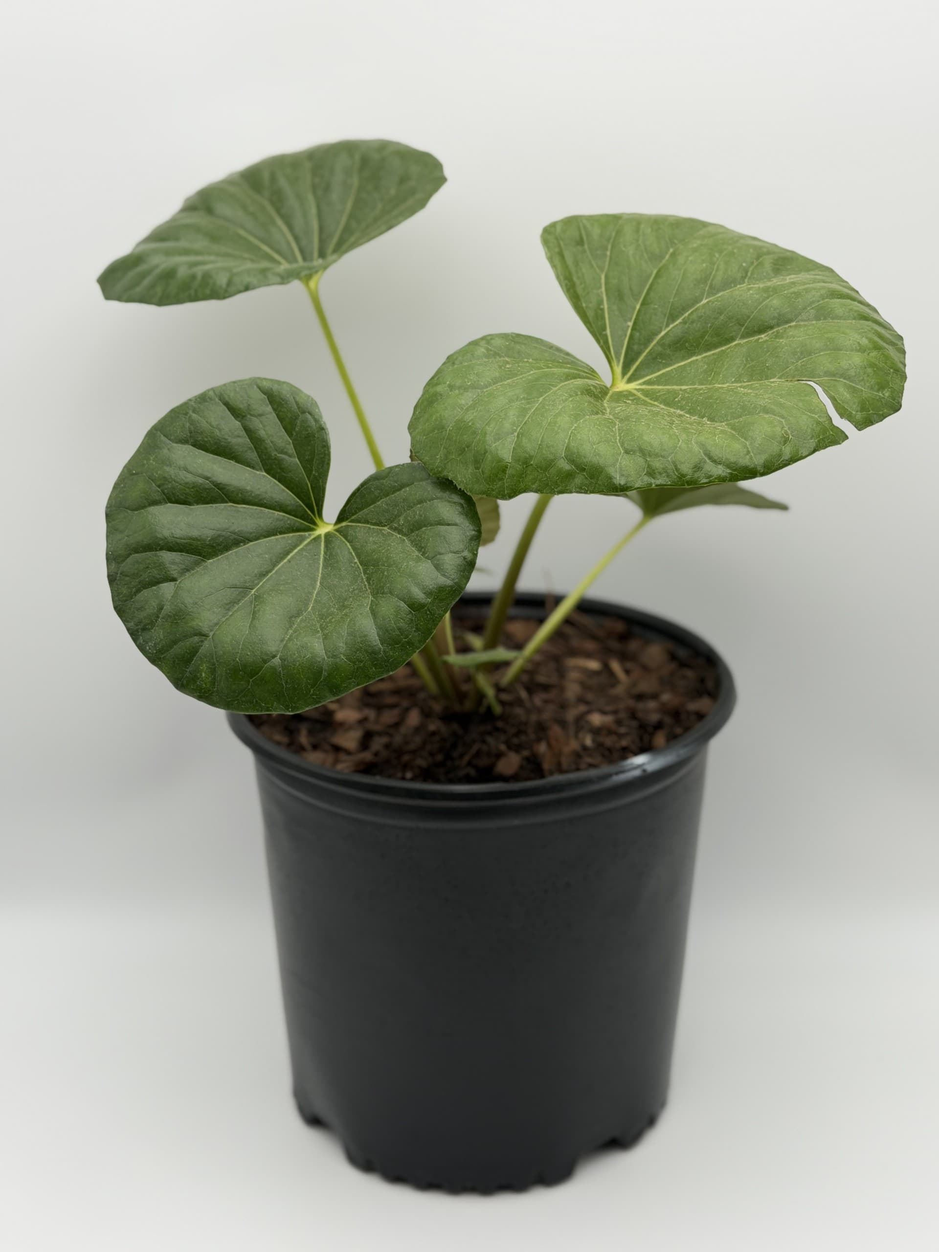 Giant Leopard Plant