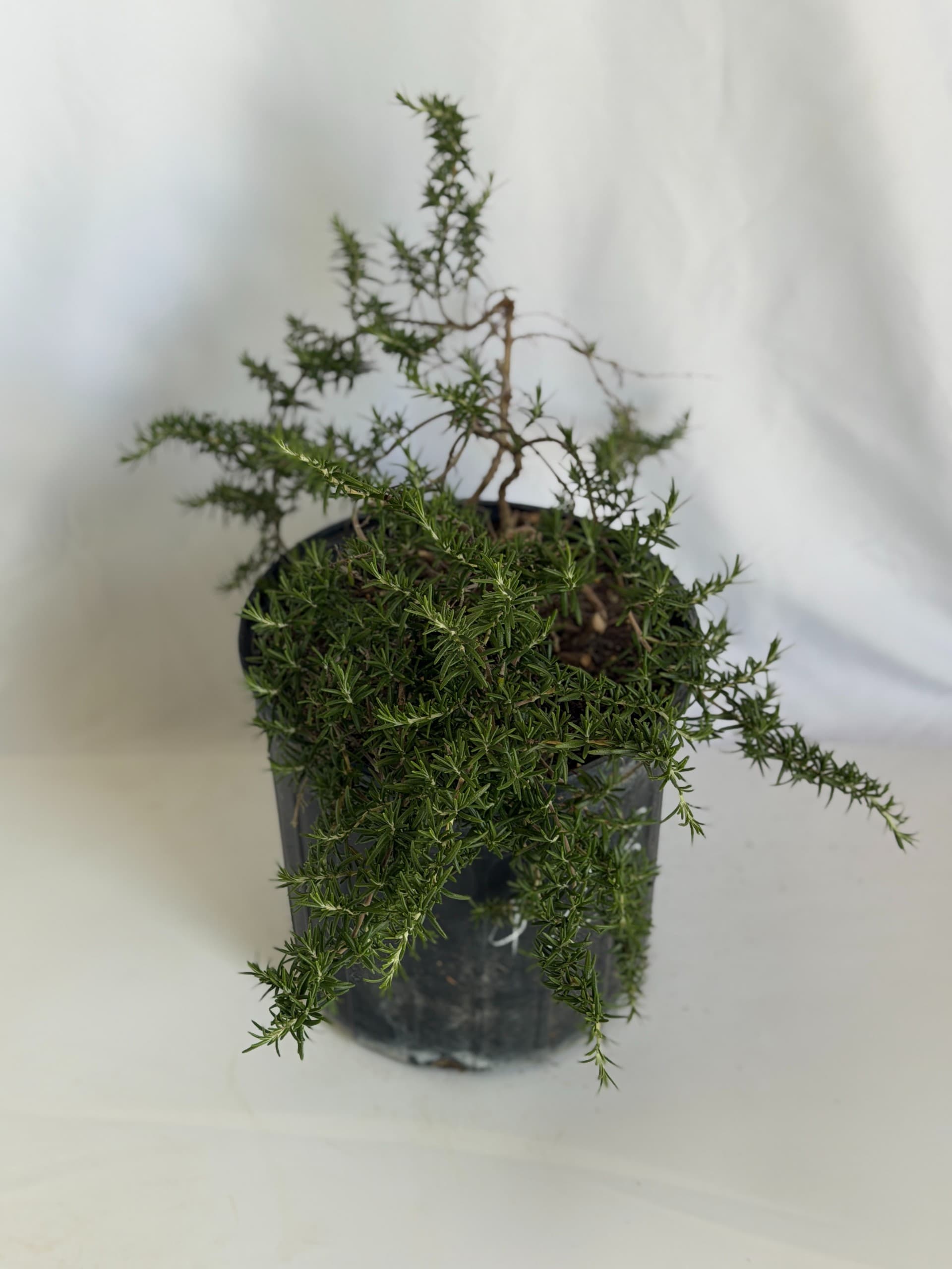 Rosemary