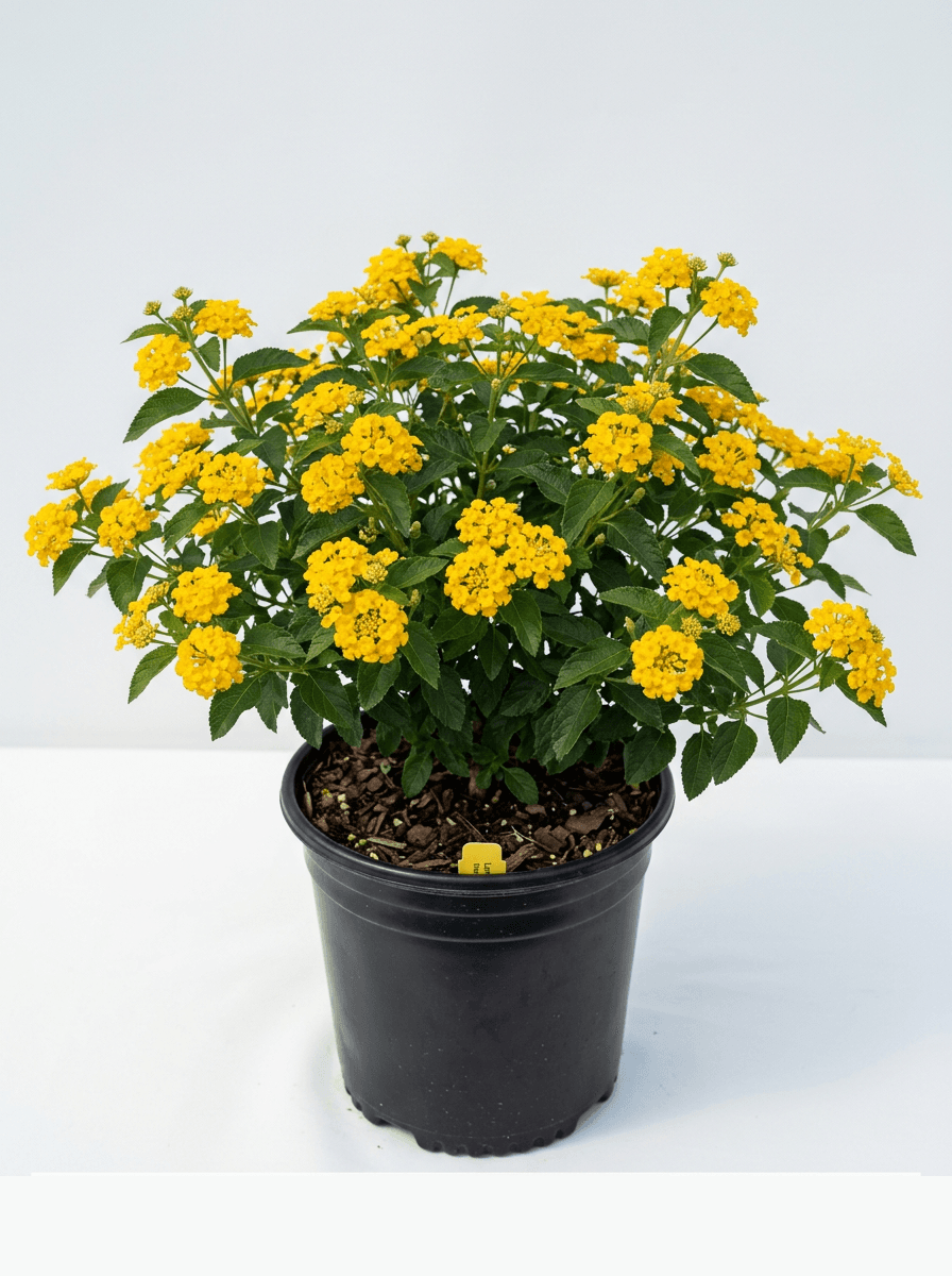 Lantana