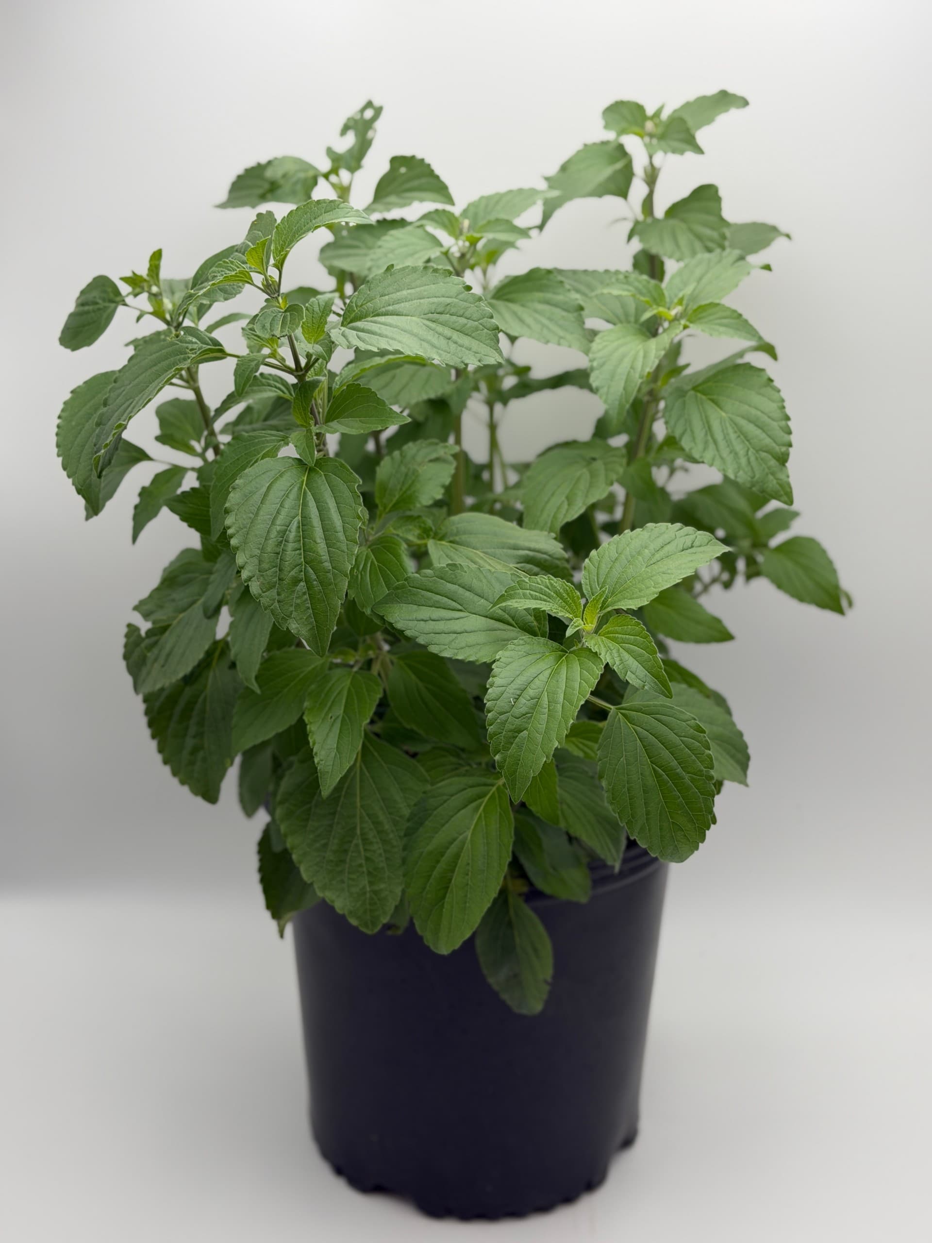 Salvia