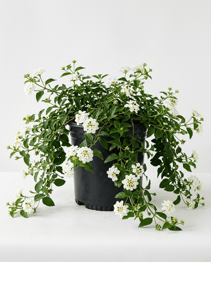 Lantana #1