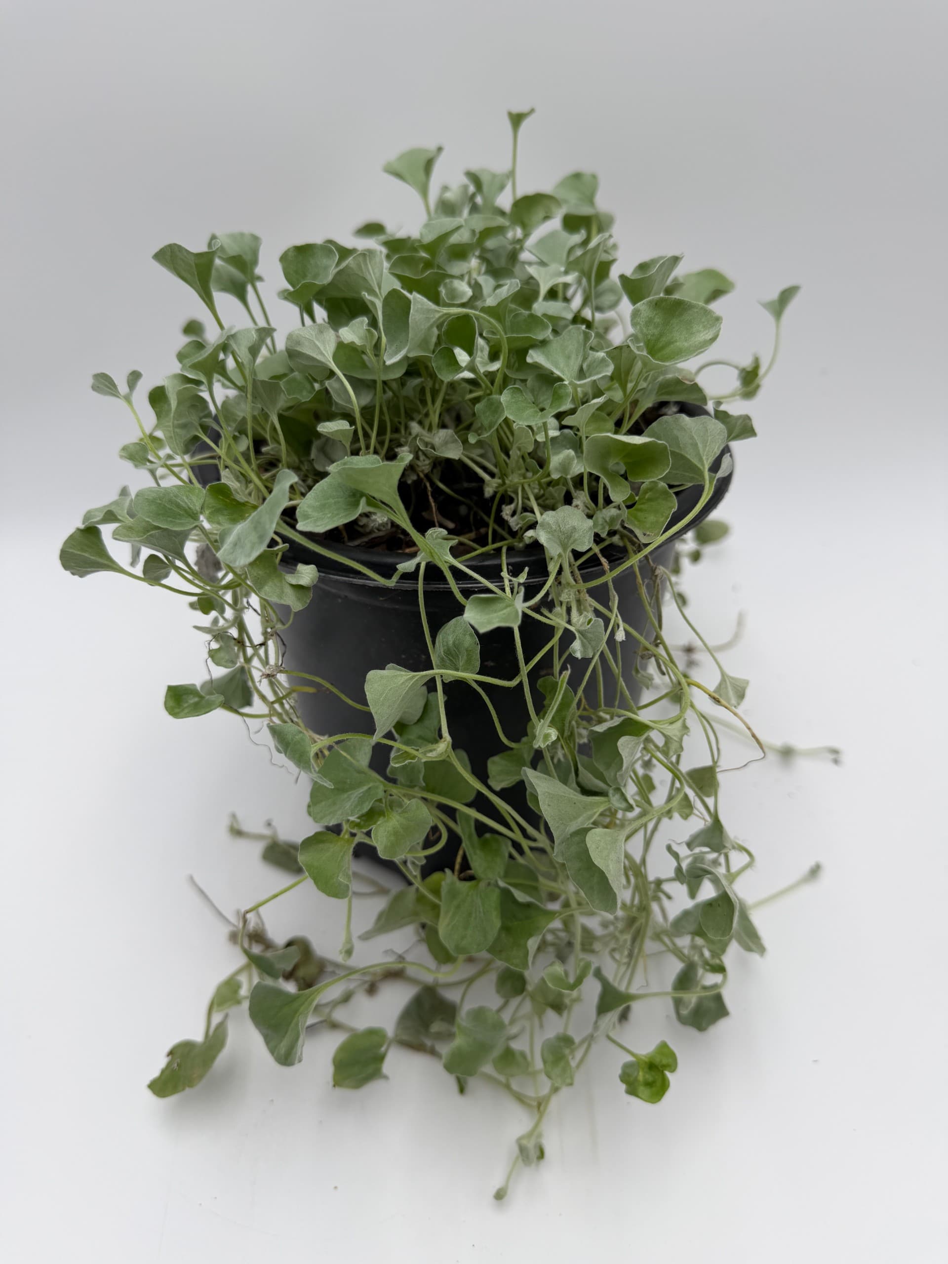 Silver Falls Dichondra