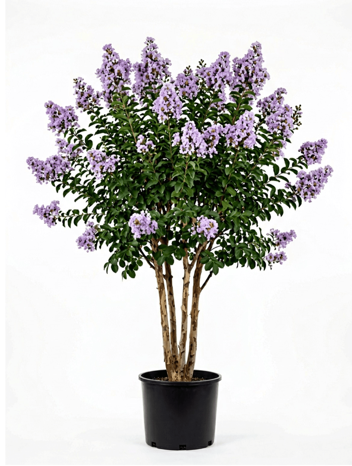Crape Myrtle Muskogee #15