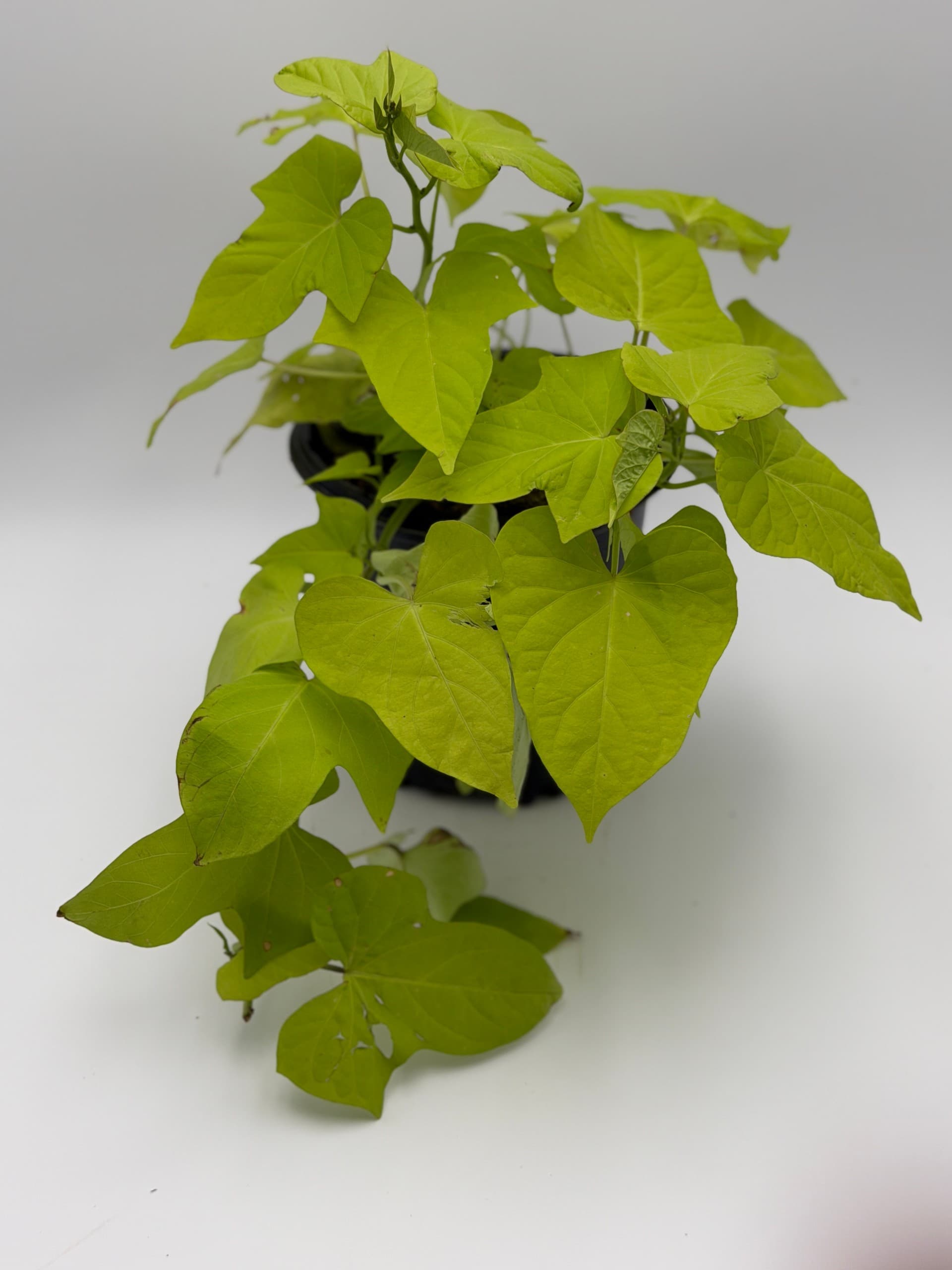 Sweet Potato Vine — image 1