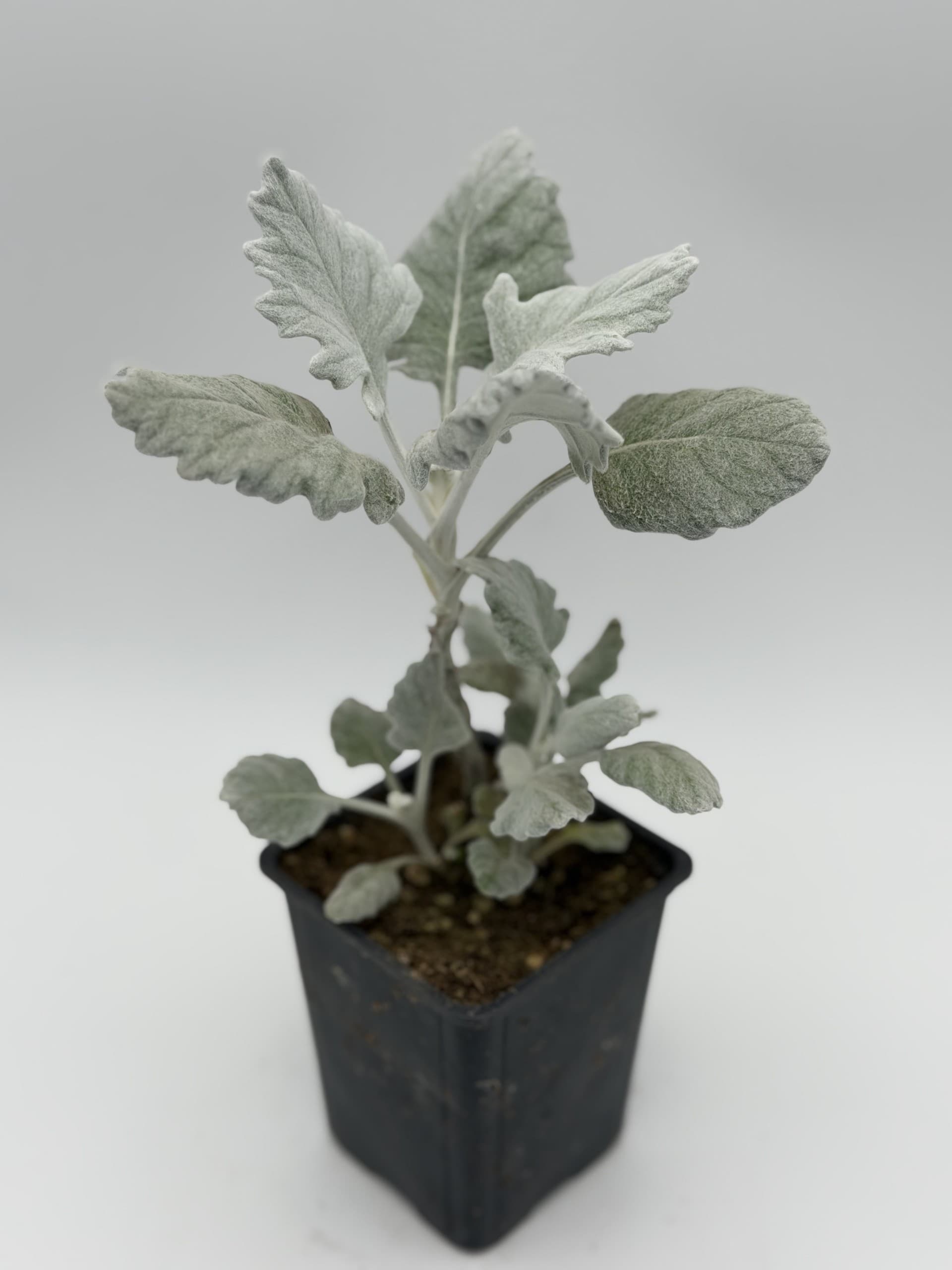 Dusty Miller