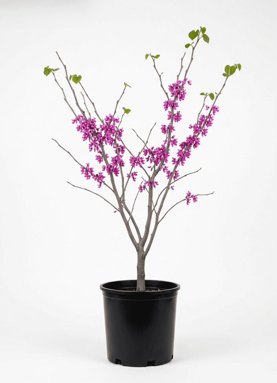 Red Bud Tree