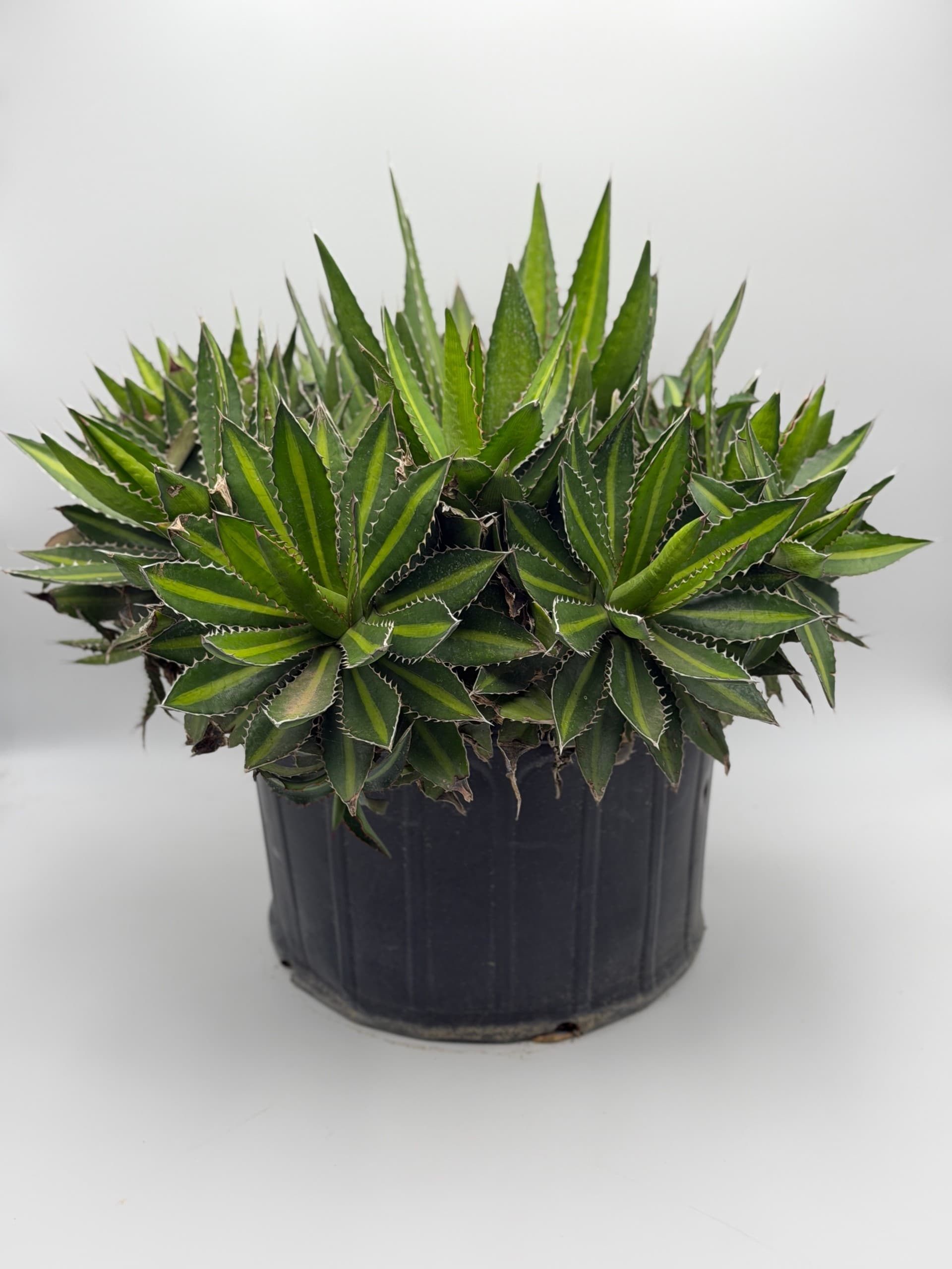 Agave Splendida #7