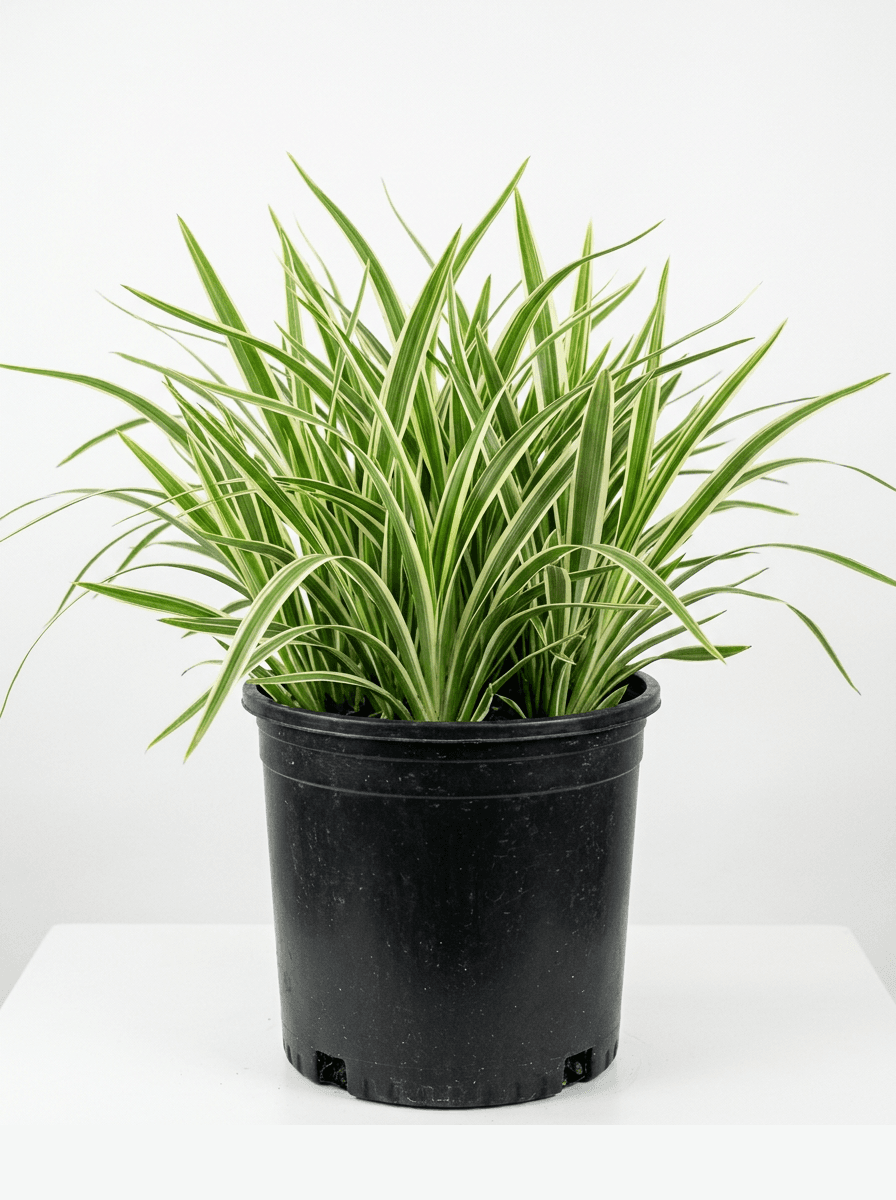 Flax Lily