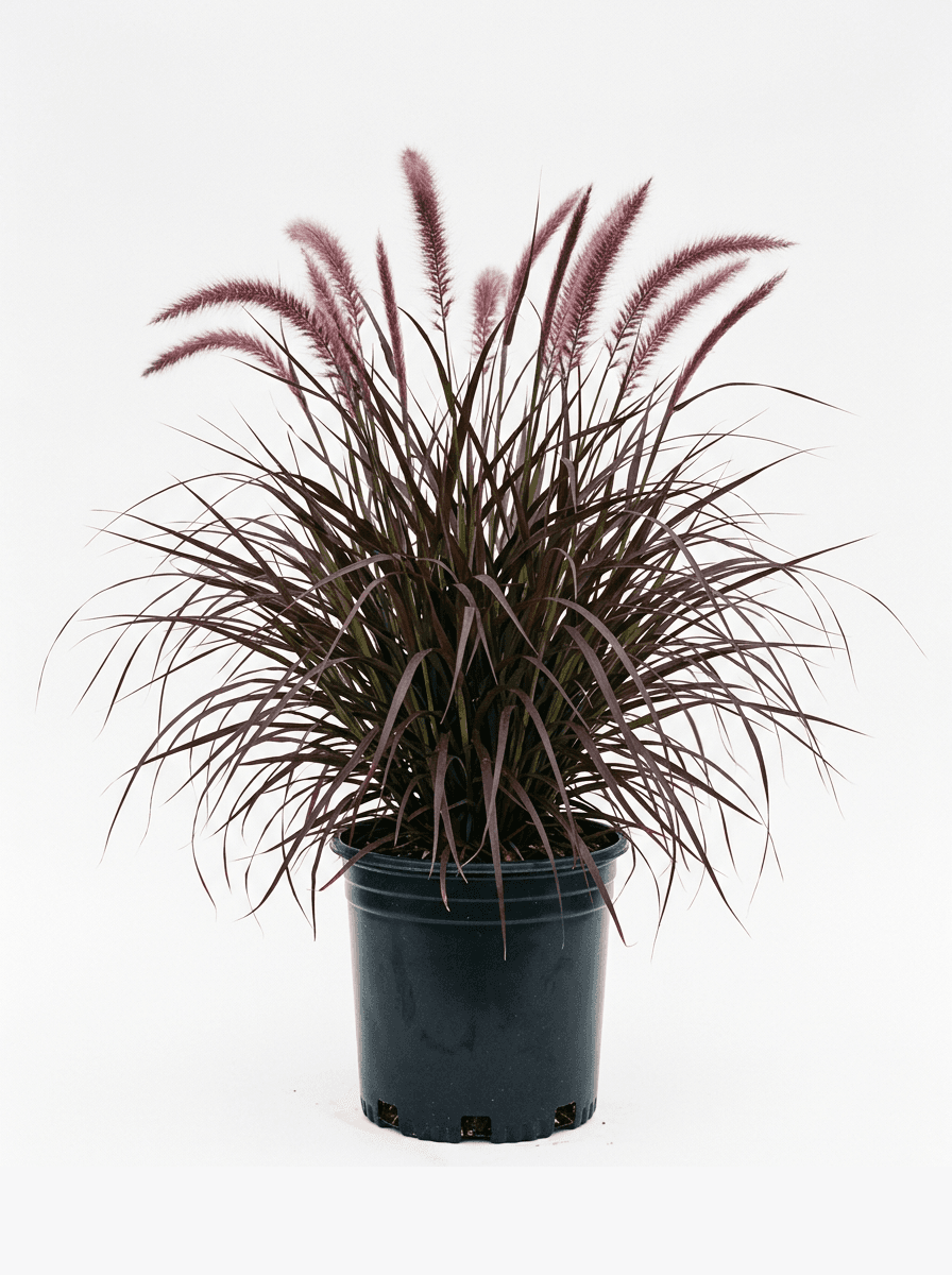 Purple Fountain Grass