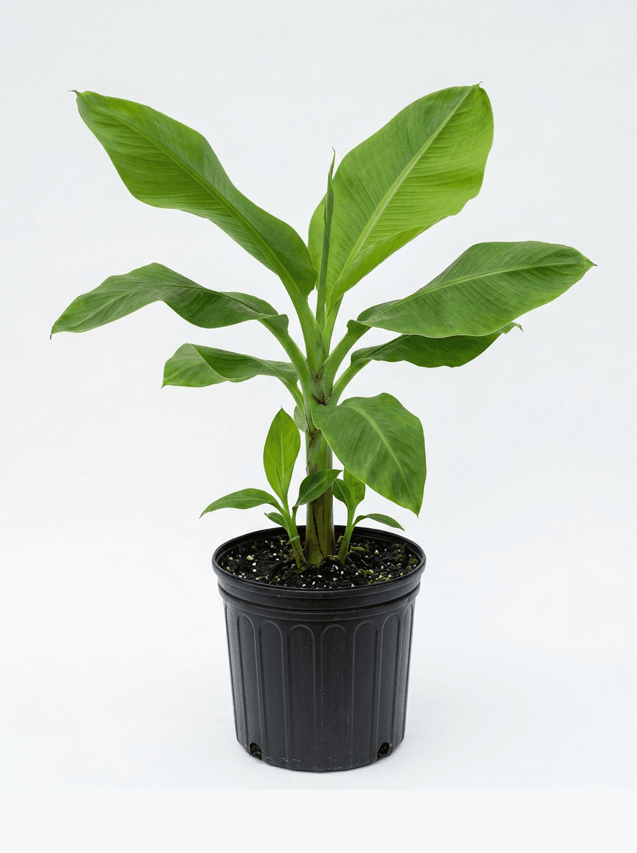 Dwarf Cavendish Banana
