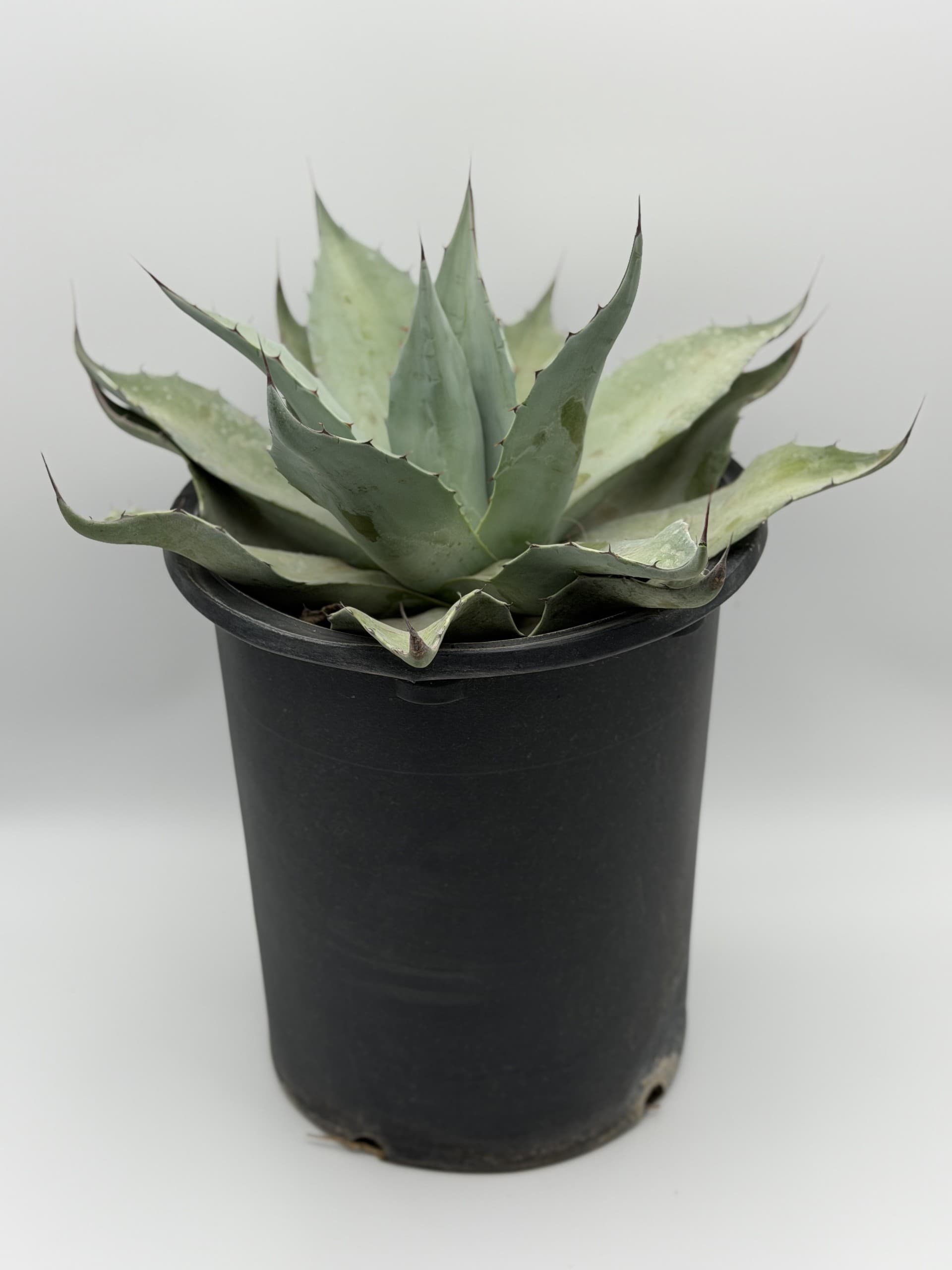 Frosty Blue Agave