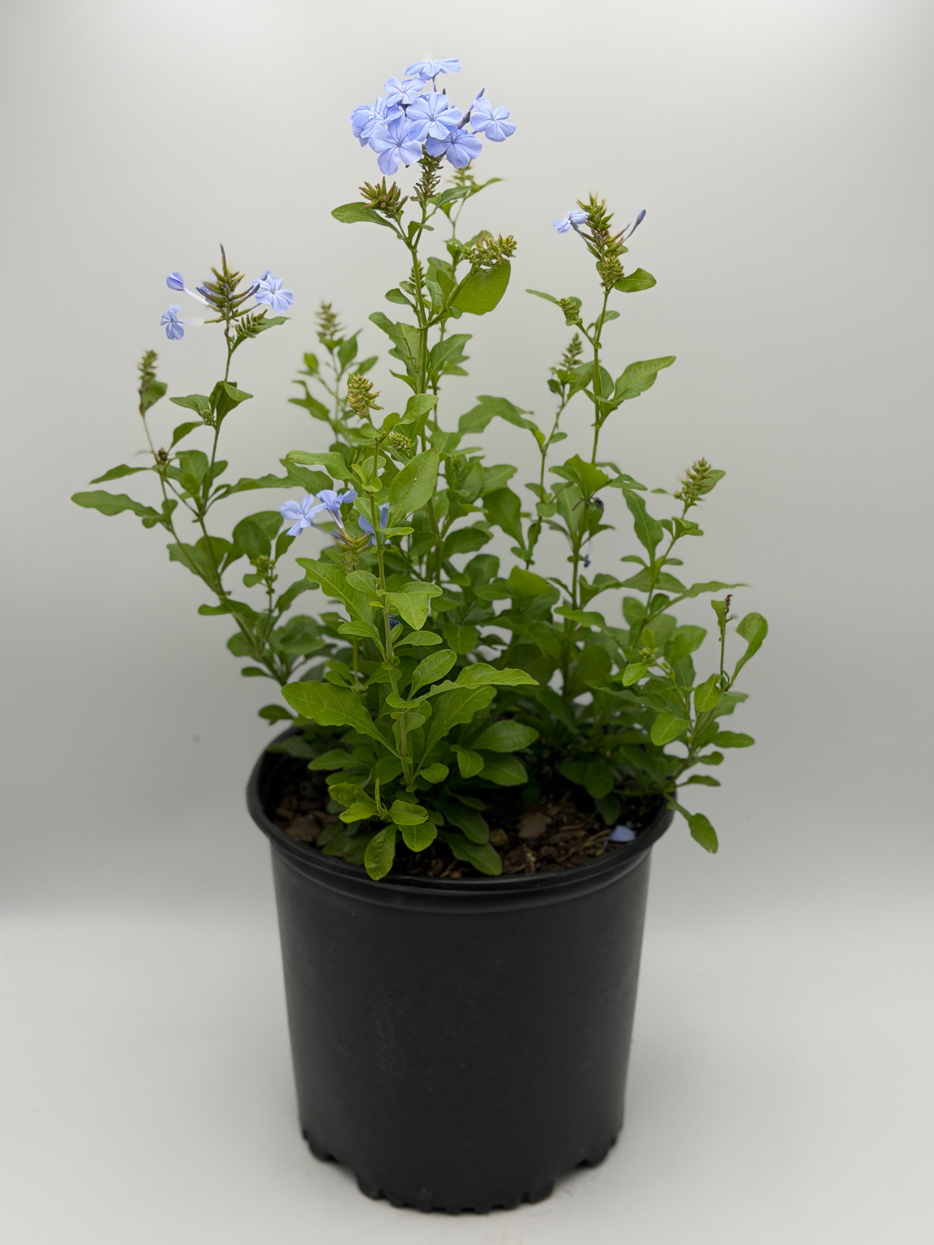 plumbago