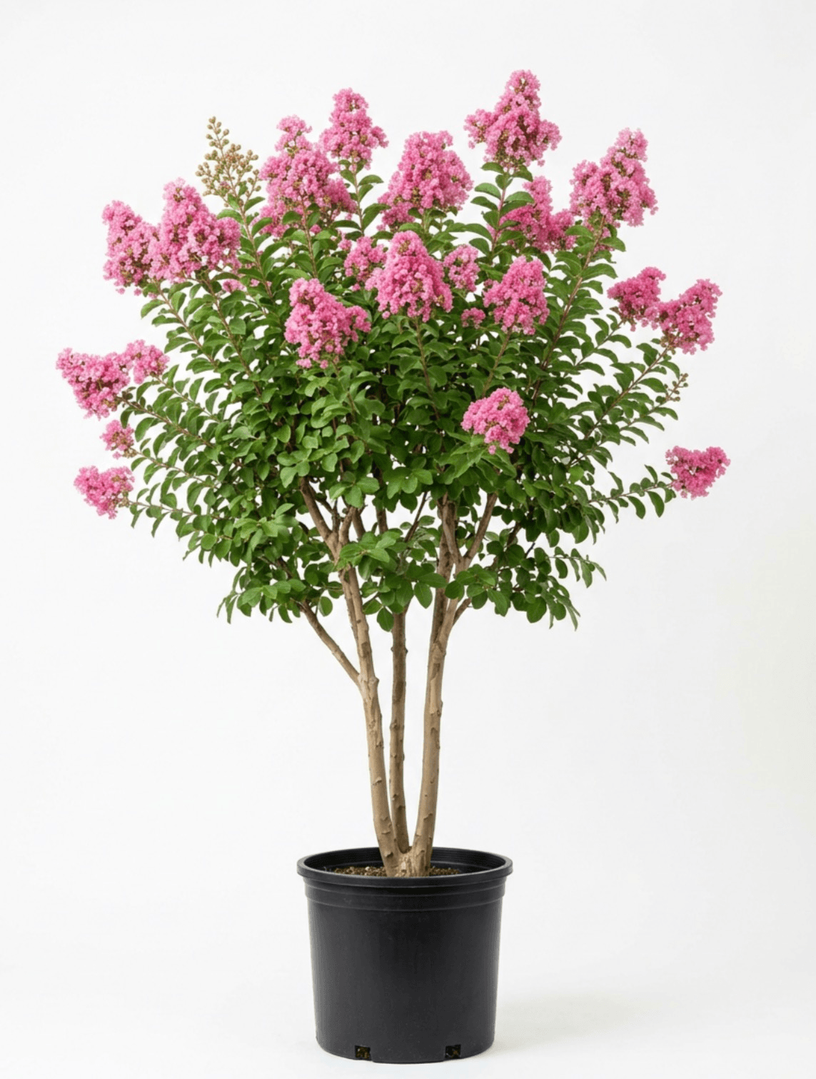 Crape myrtle rhapsody pink #15