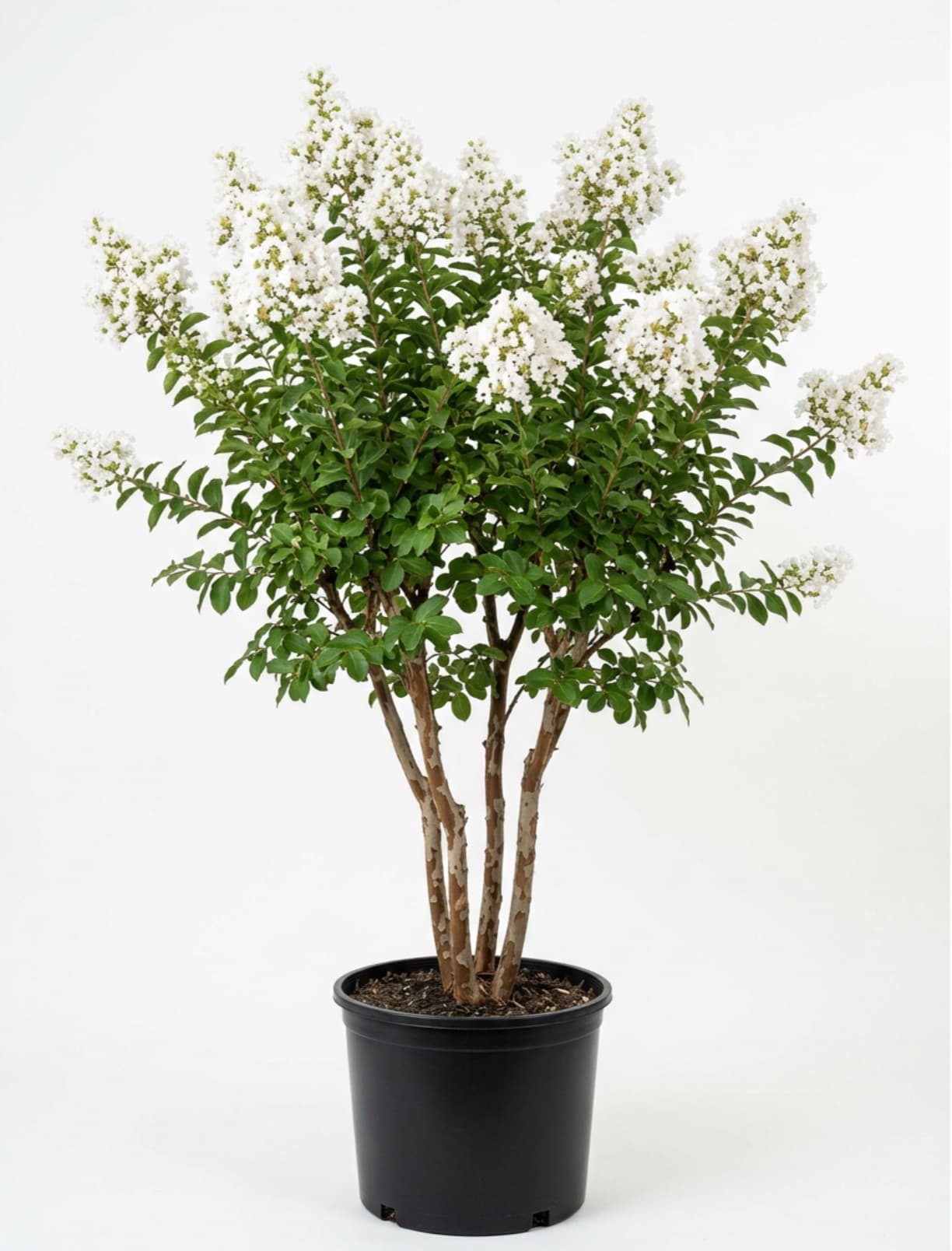 #15 Natchez Crape Myrtle