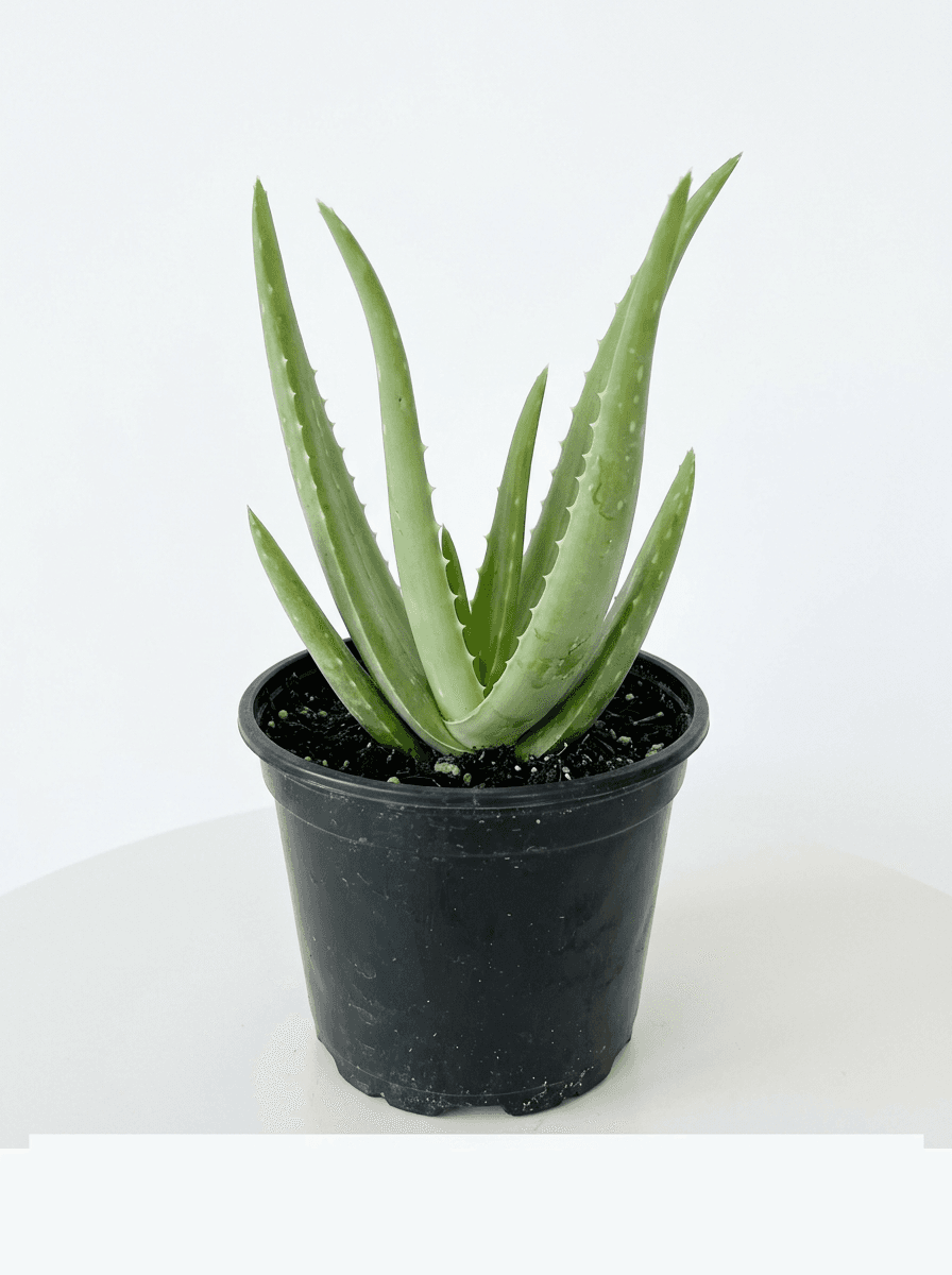 Blue Elf Aloe