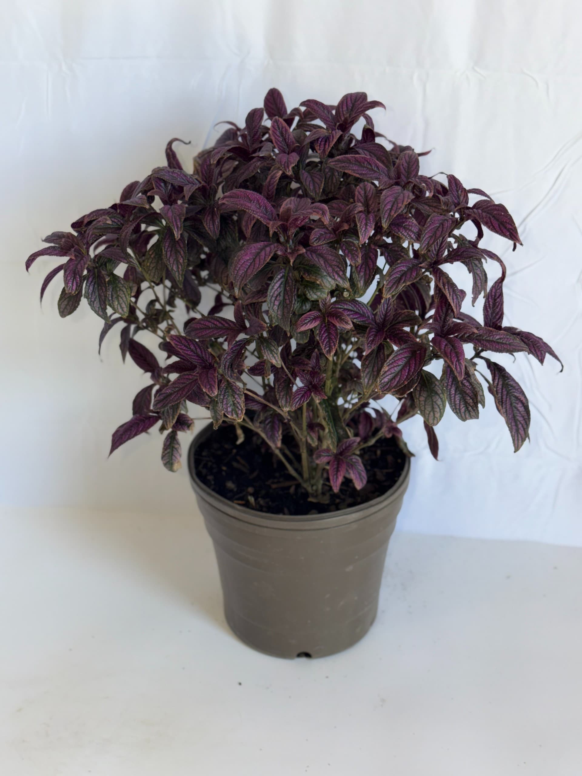 Persian Shield