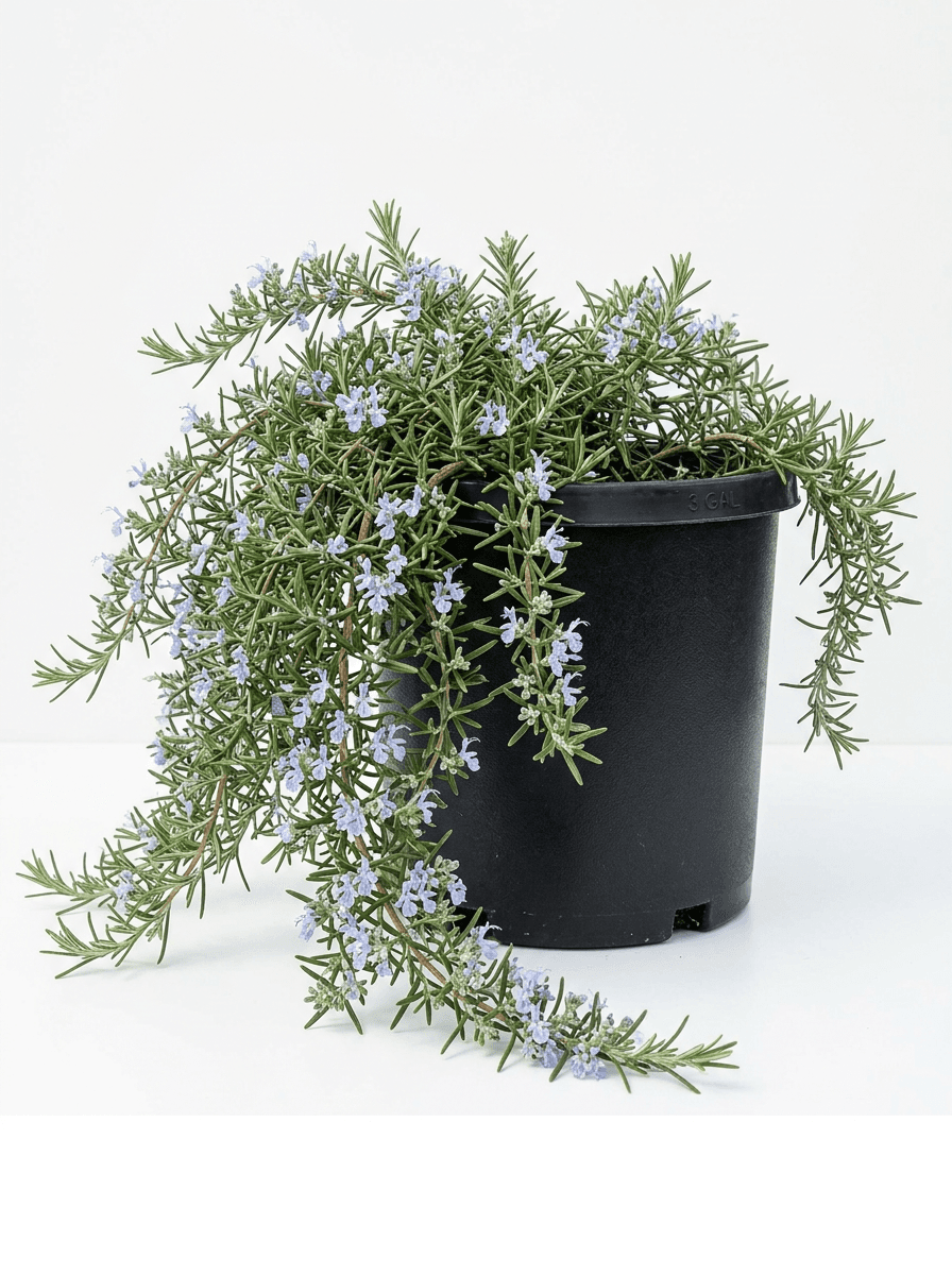 Rosemary Prostrate
