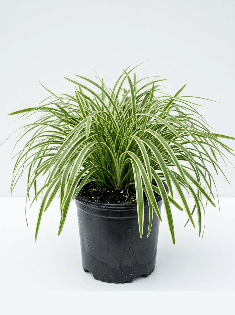 Aztec Grass