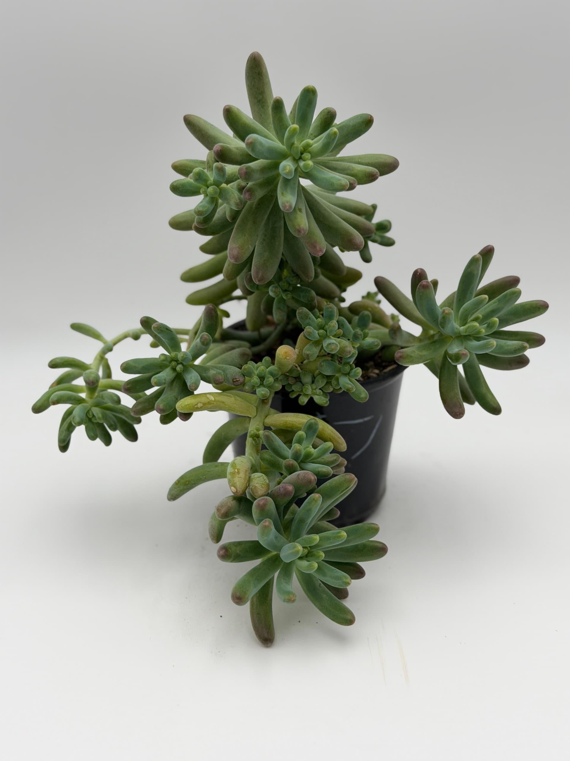 Sedum Blue Jellybean