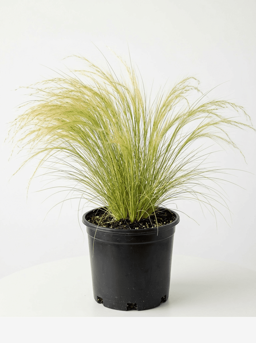 Mexican Feather Grass #1