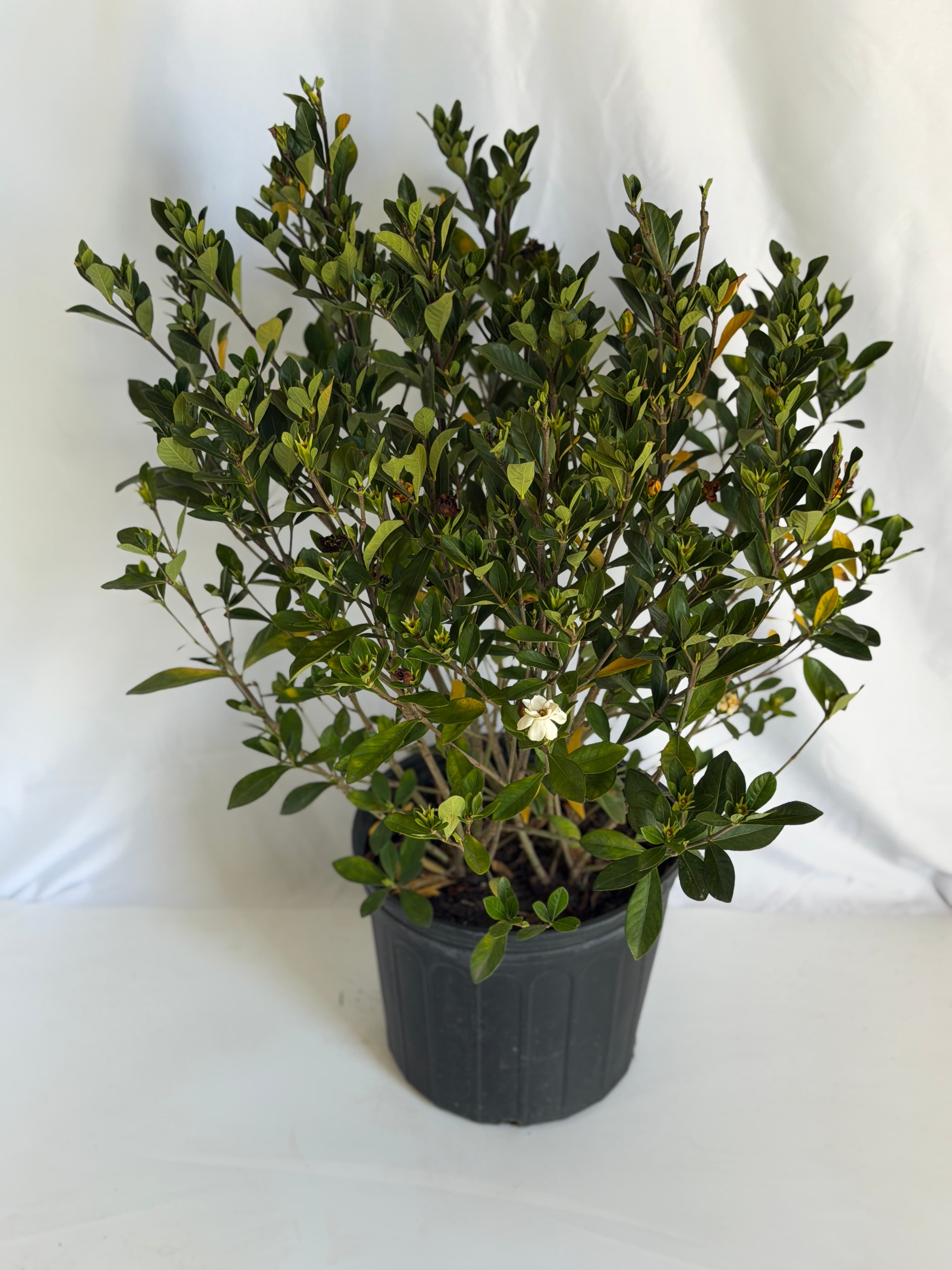 Gardenia #3